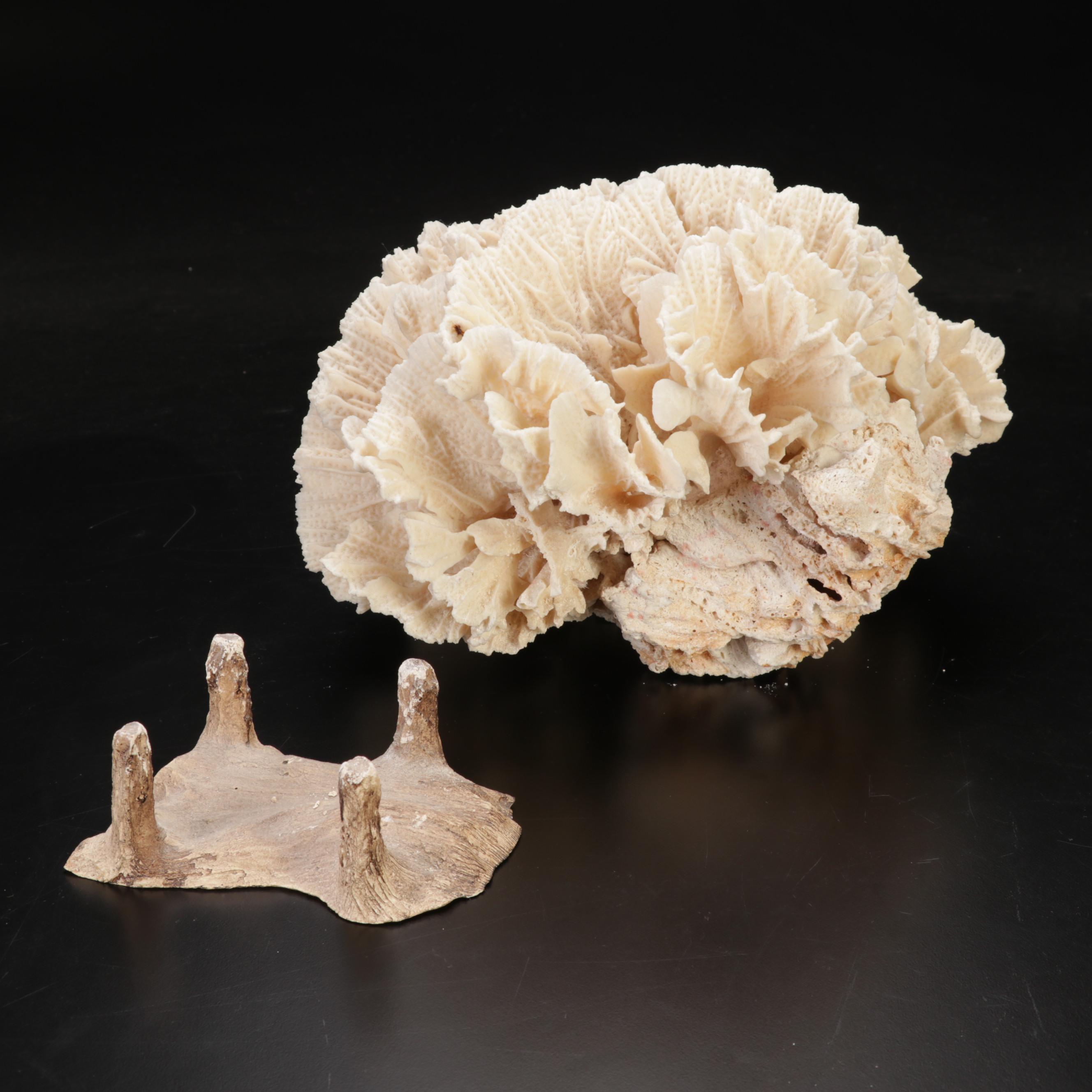 Large Fossil Scleractinian Stony Coral Specimen with Tessellated Obelisk