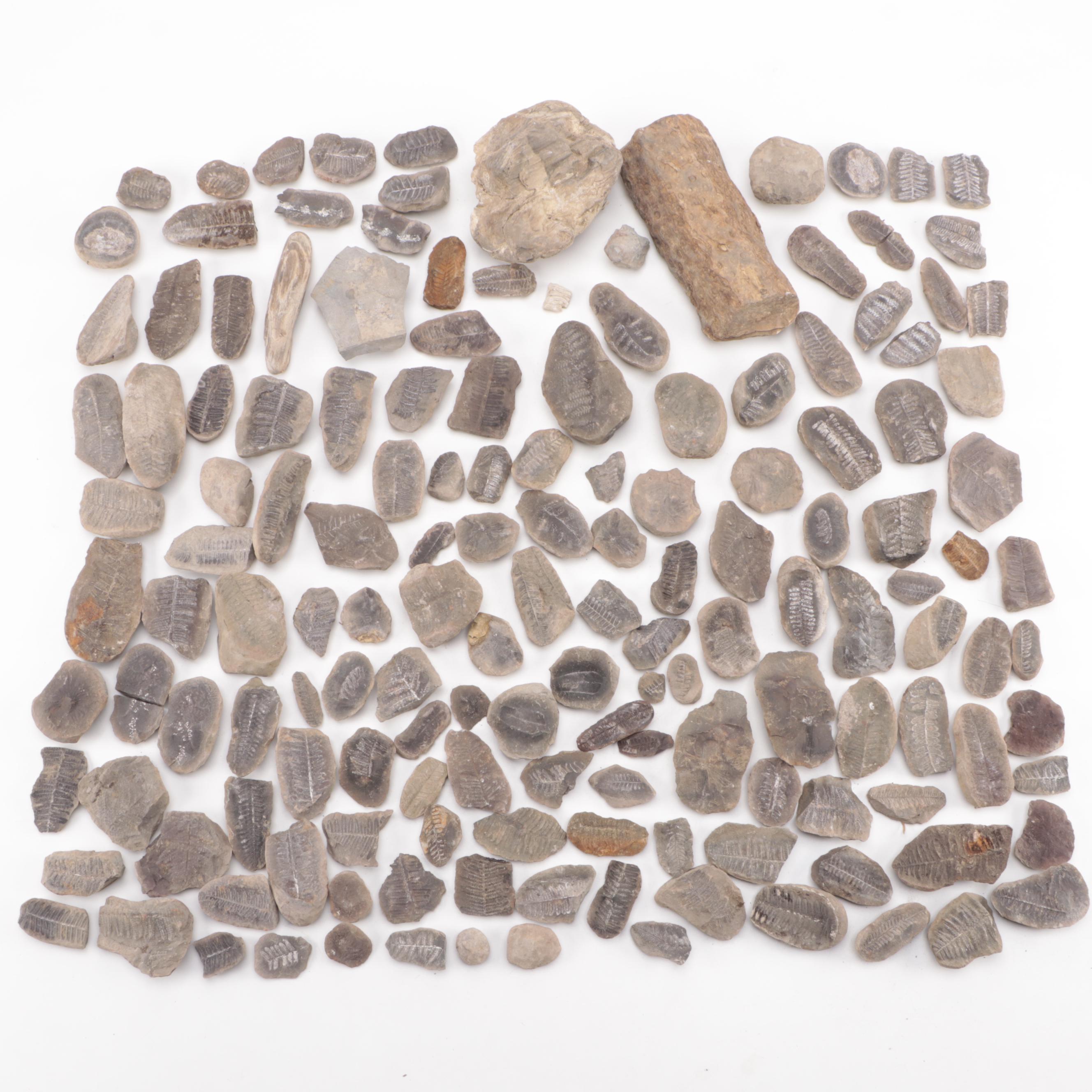 Stigmaria Root Fossil Specimen with Fern Fossils and Other Fossil Specimens