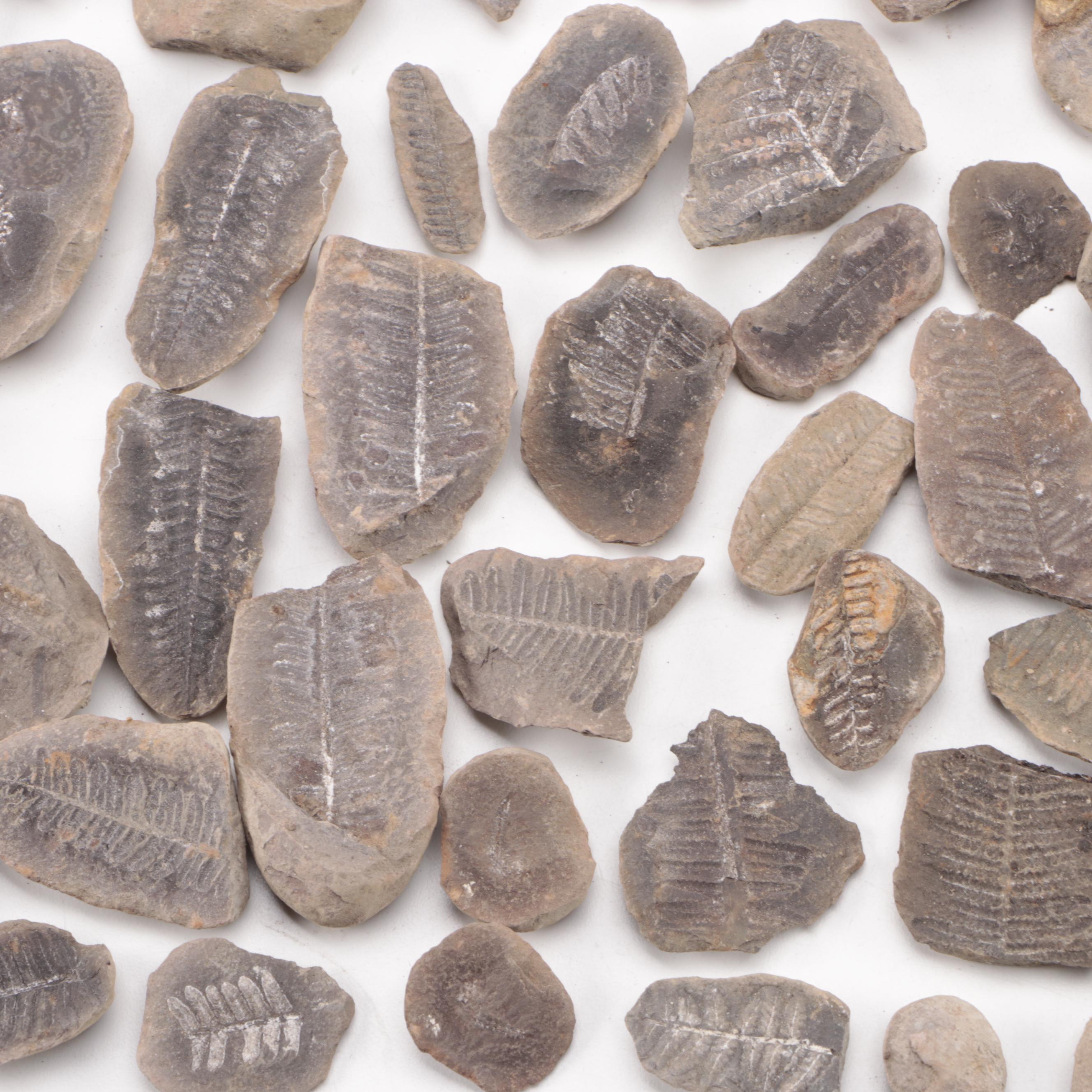 Stigmaria Root Fossil Specimen with Fern Fossils and Other Fossil Specimens