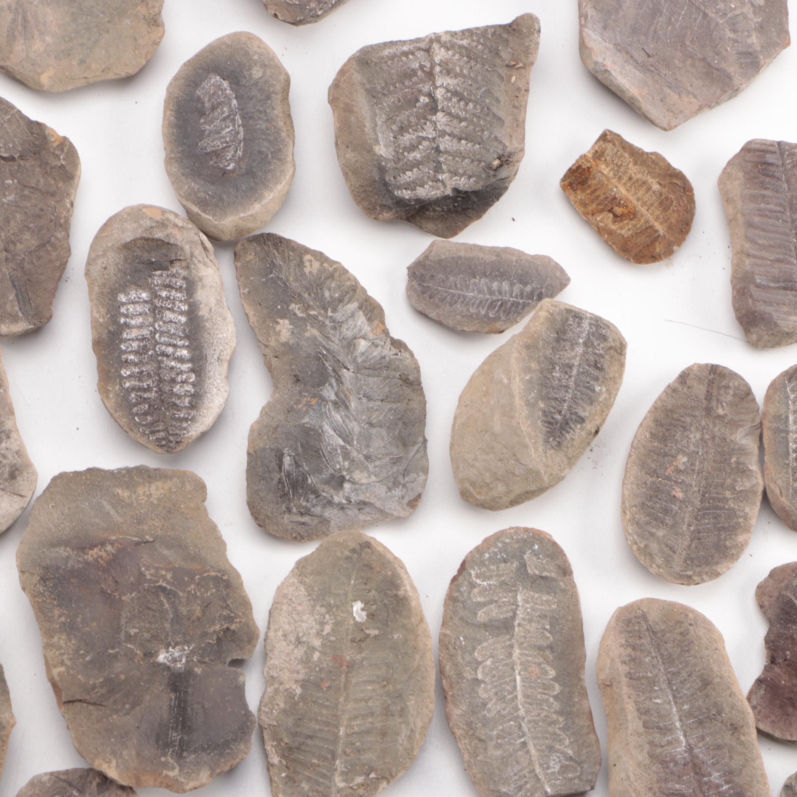 Stigmaria Root Fossil Specimen with Fern Fossils and Other Fossil Specimens