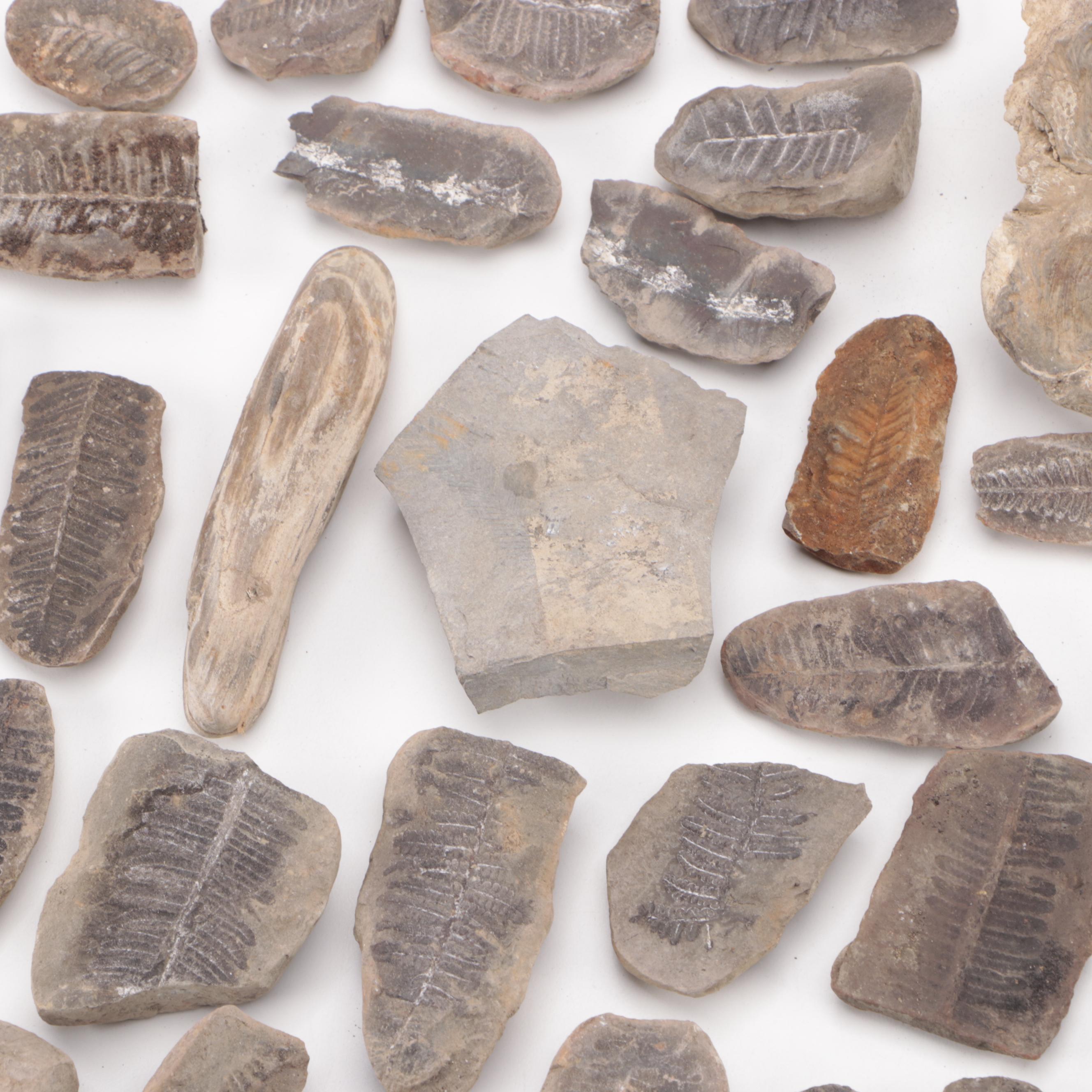 Stigmaria Root Fossil Specimen with Fern Fossils and Other Fossil Specimens