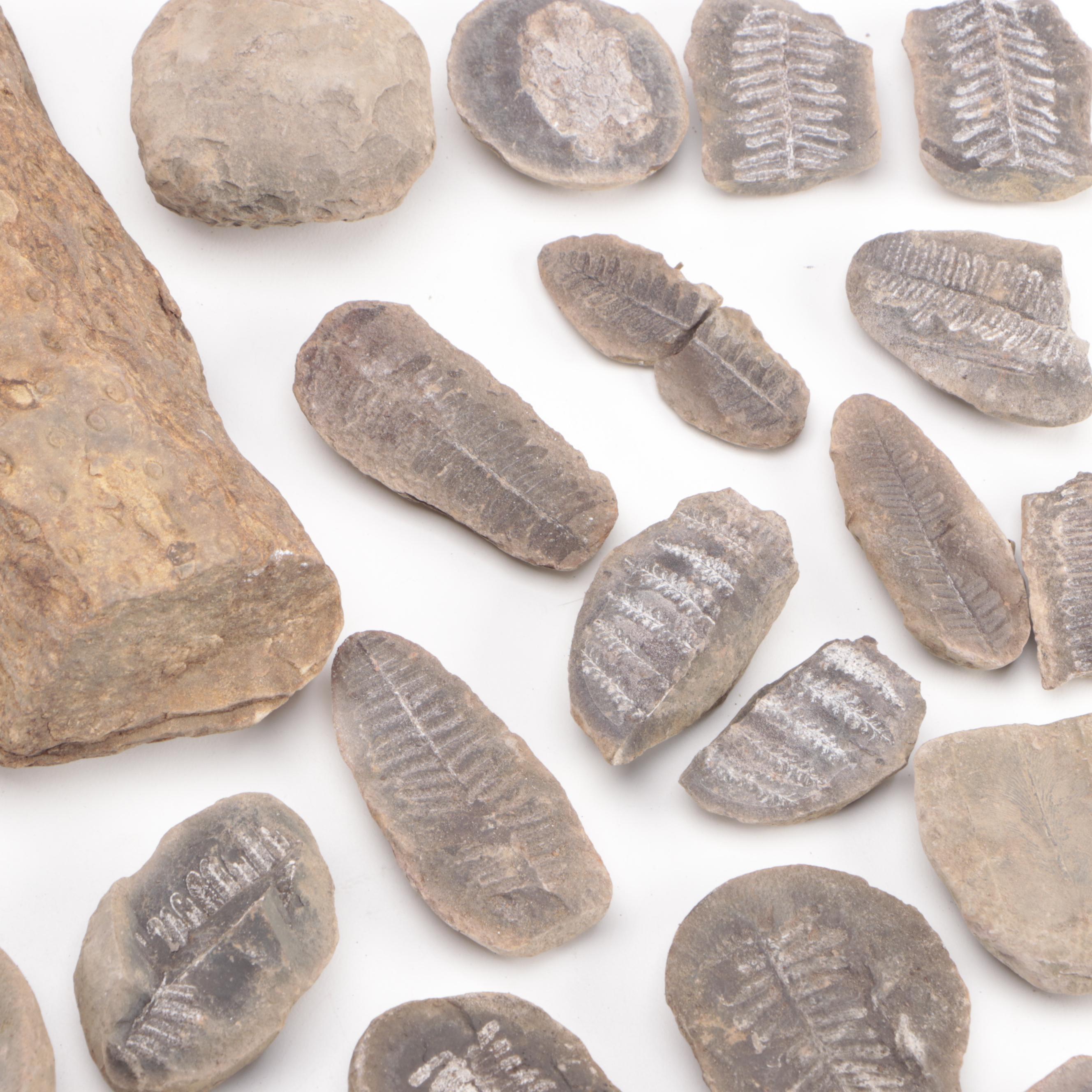 Stigmaria Root Fossil Specimen with Fern Fossils and Other Fossil Specimens