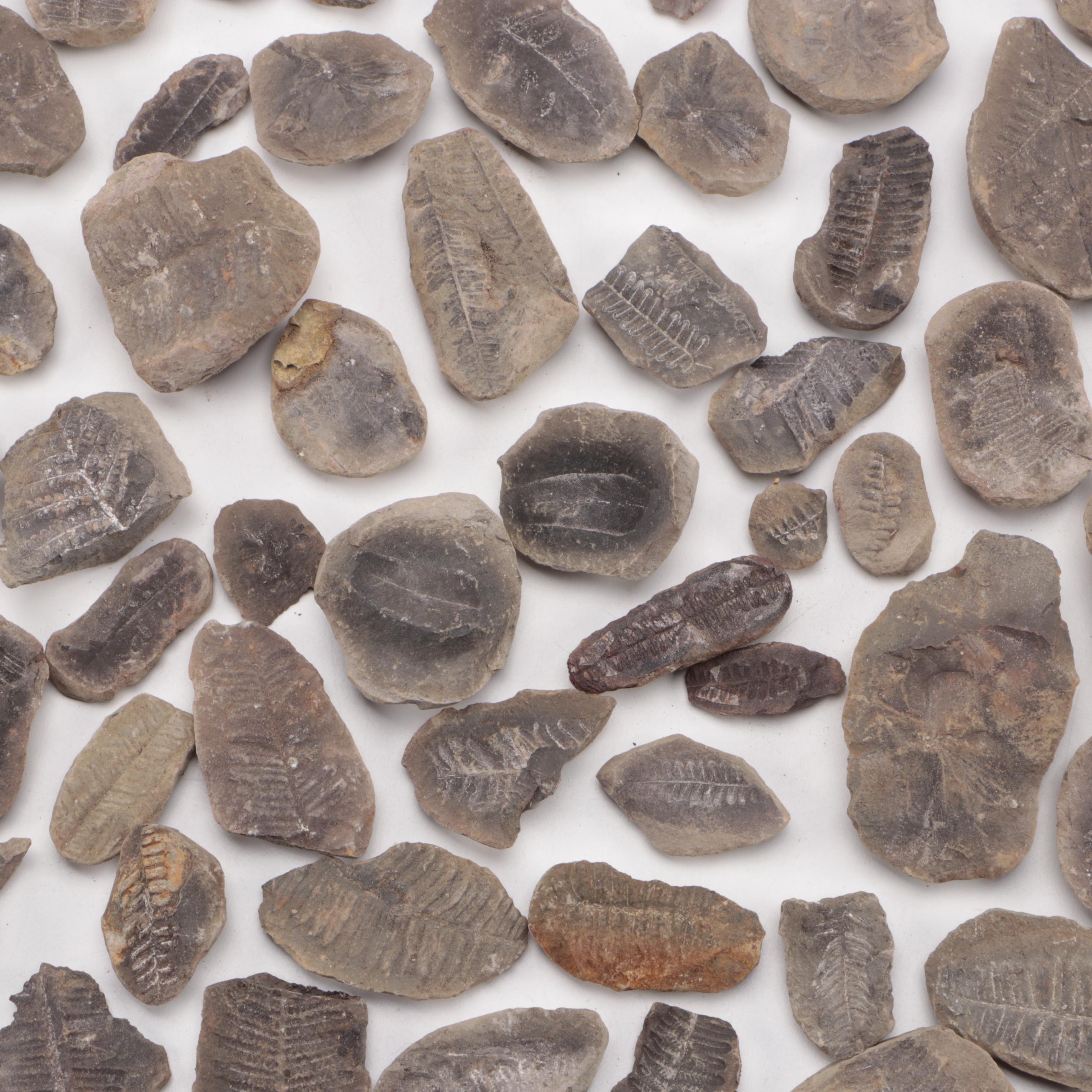 Stigmaria Root Fossil Specimen with Fern Fossils and Other Fossil Specimens