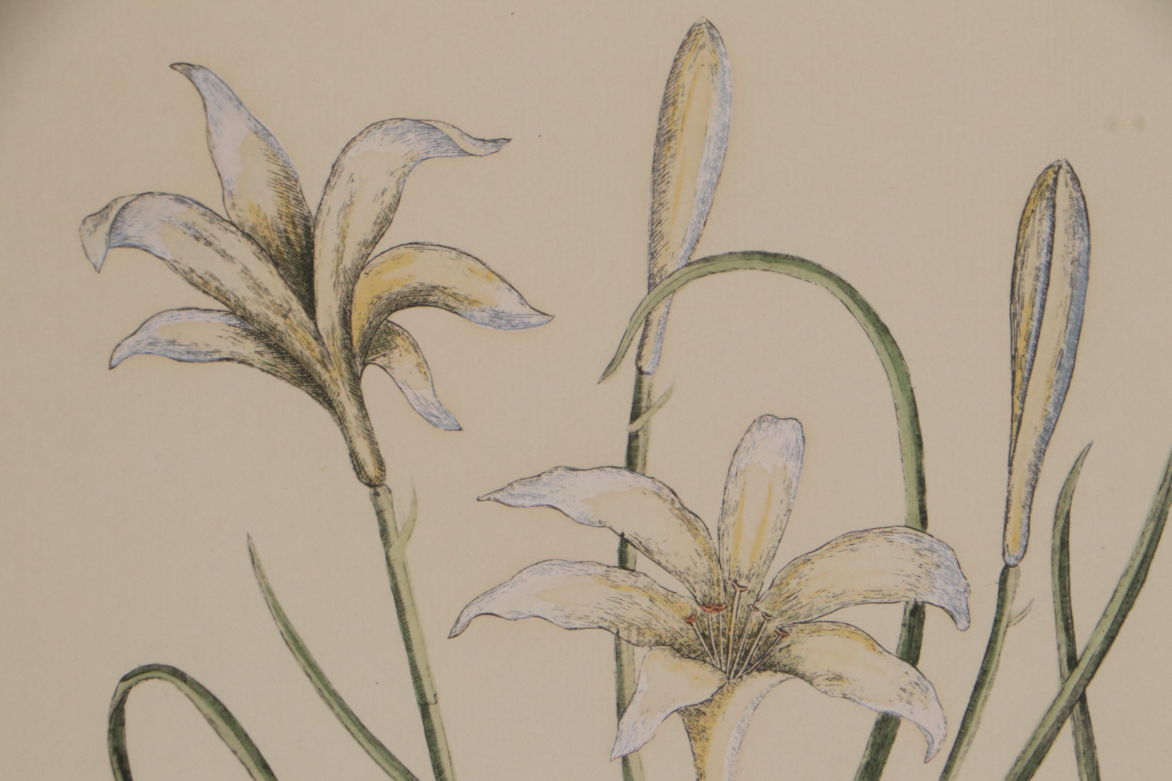 Hand-Colored Halftone of Quail