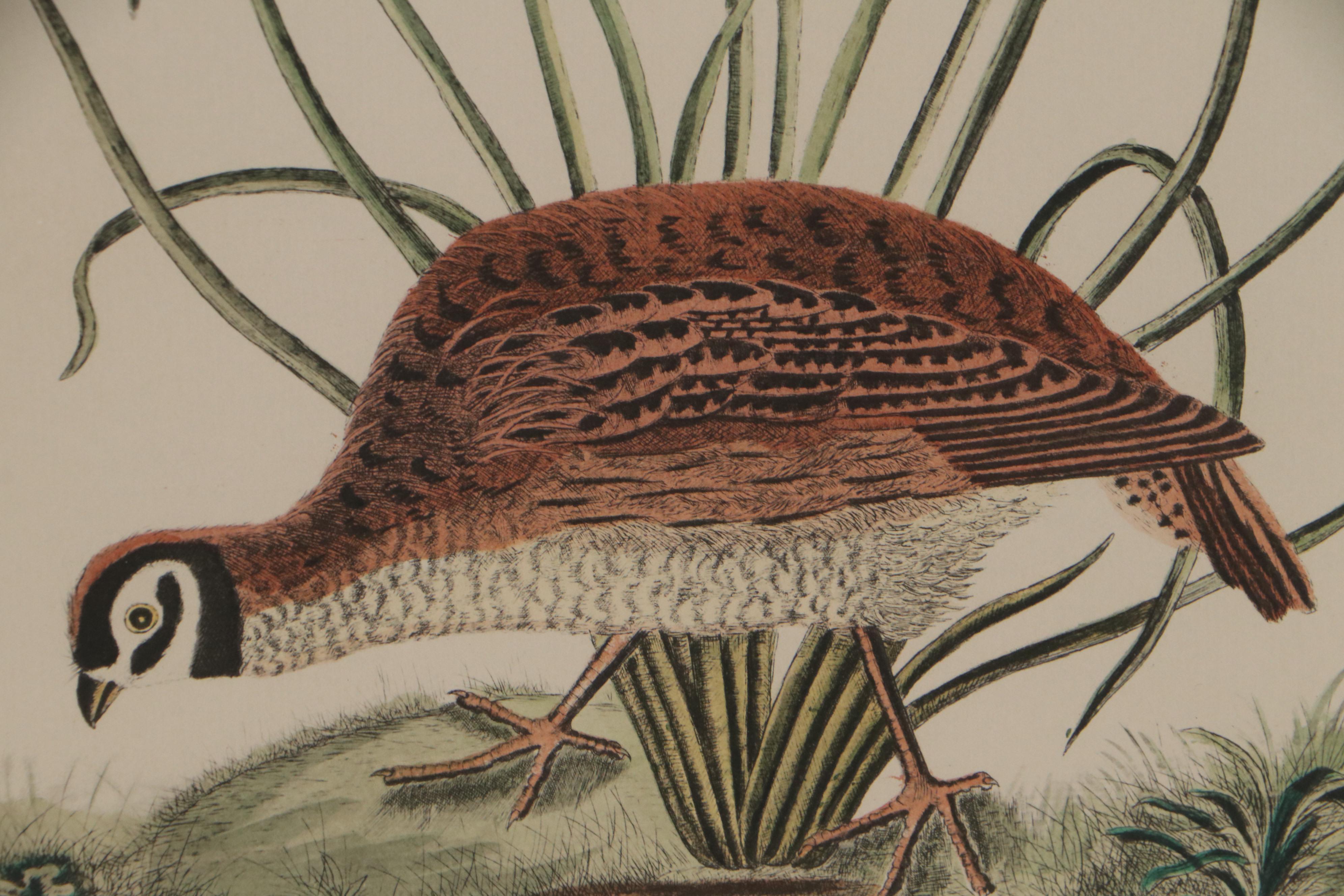 Hand-Colored Halftone of Quail