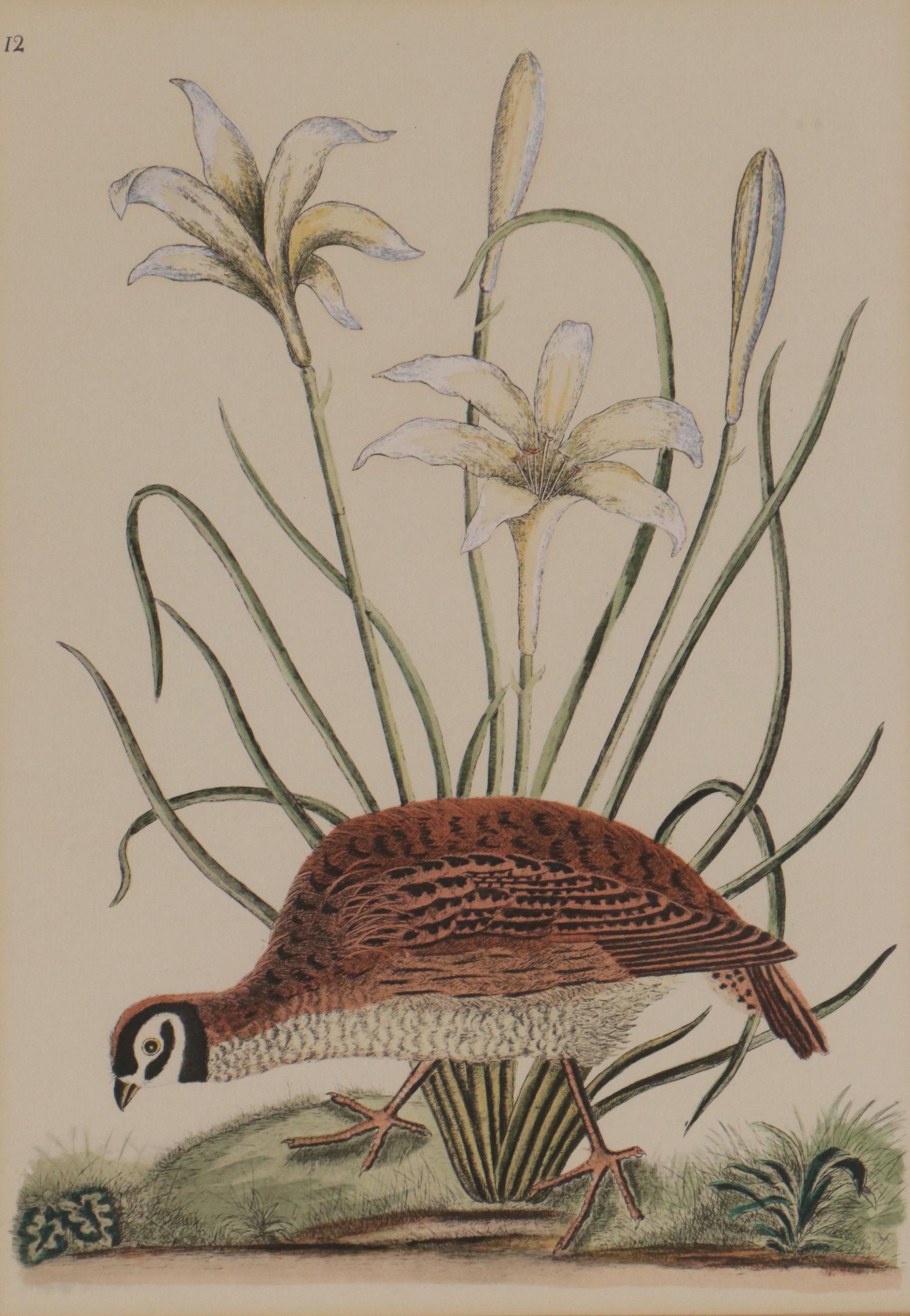 Hand-Colored Halftone of Quail