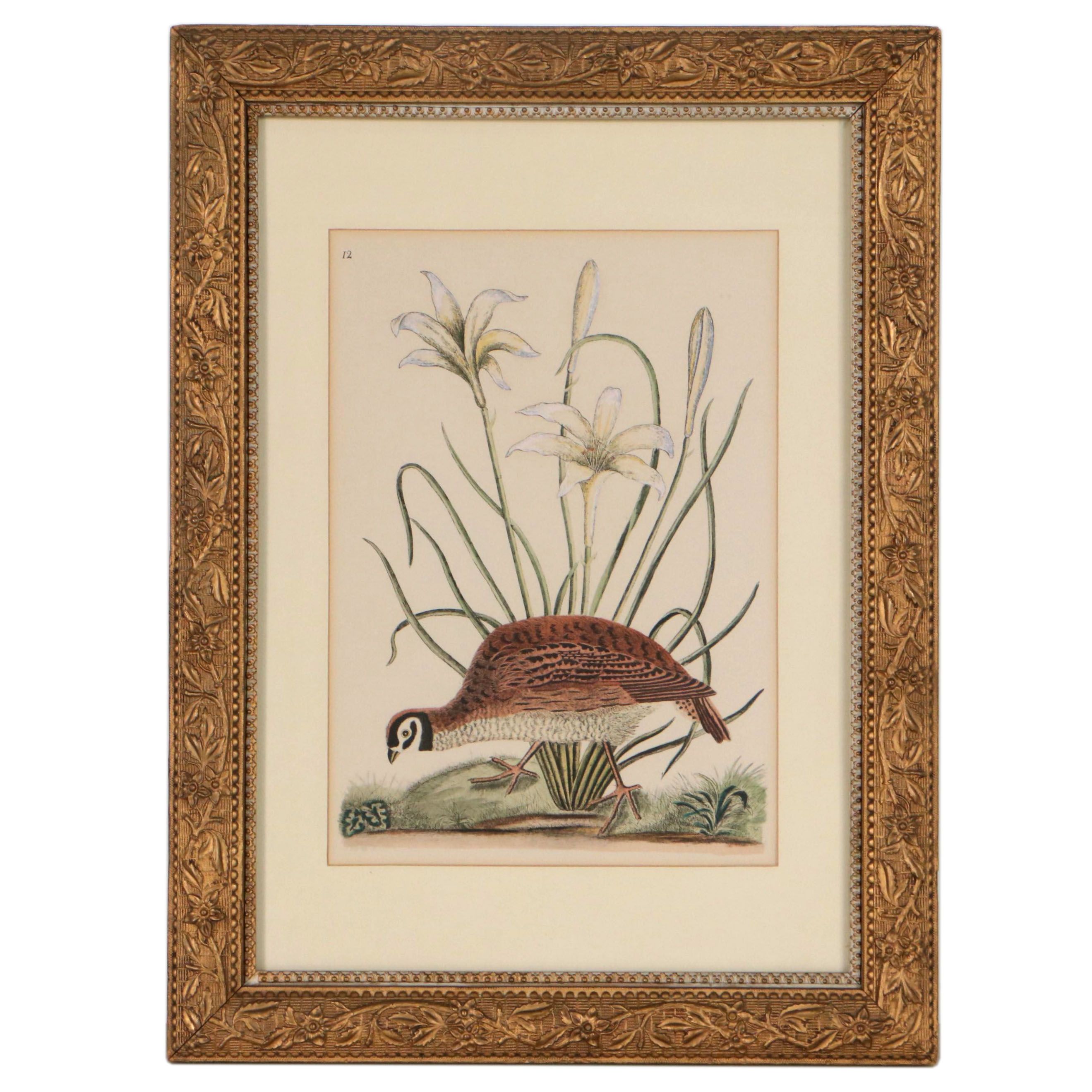 Hand-Colored Halftone of Quail