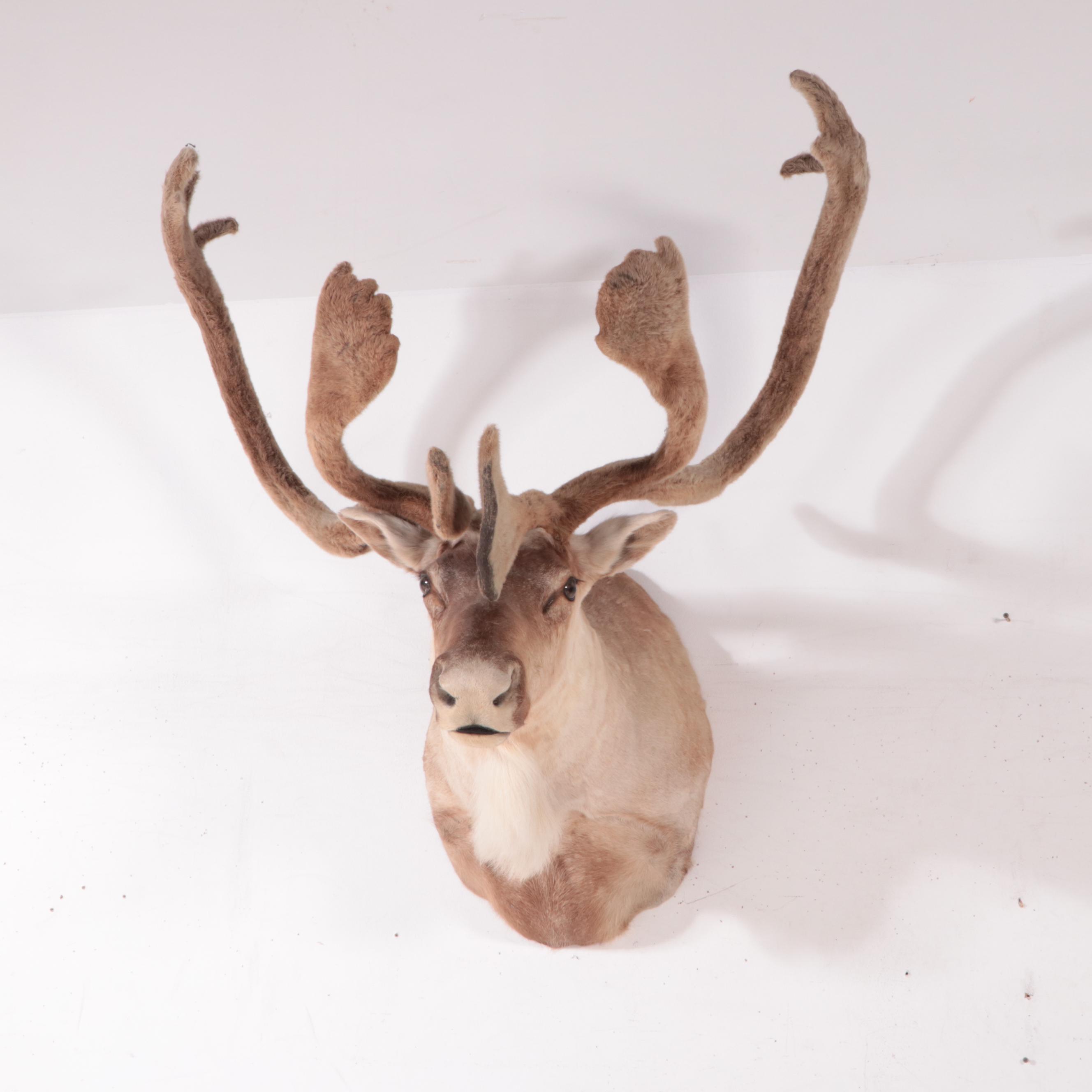 Taxidermy Caribou Head Shoulder Mount