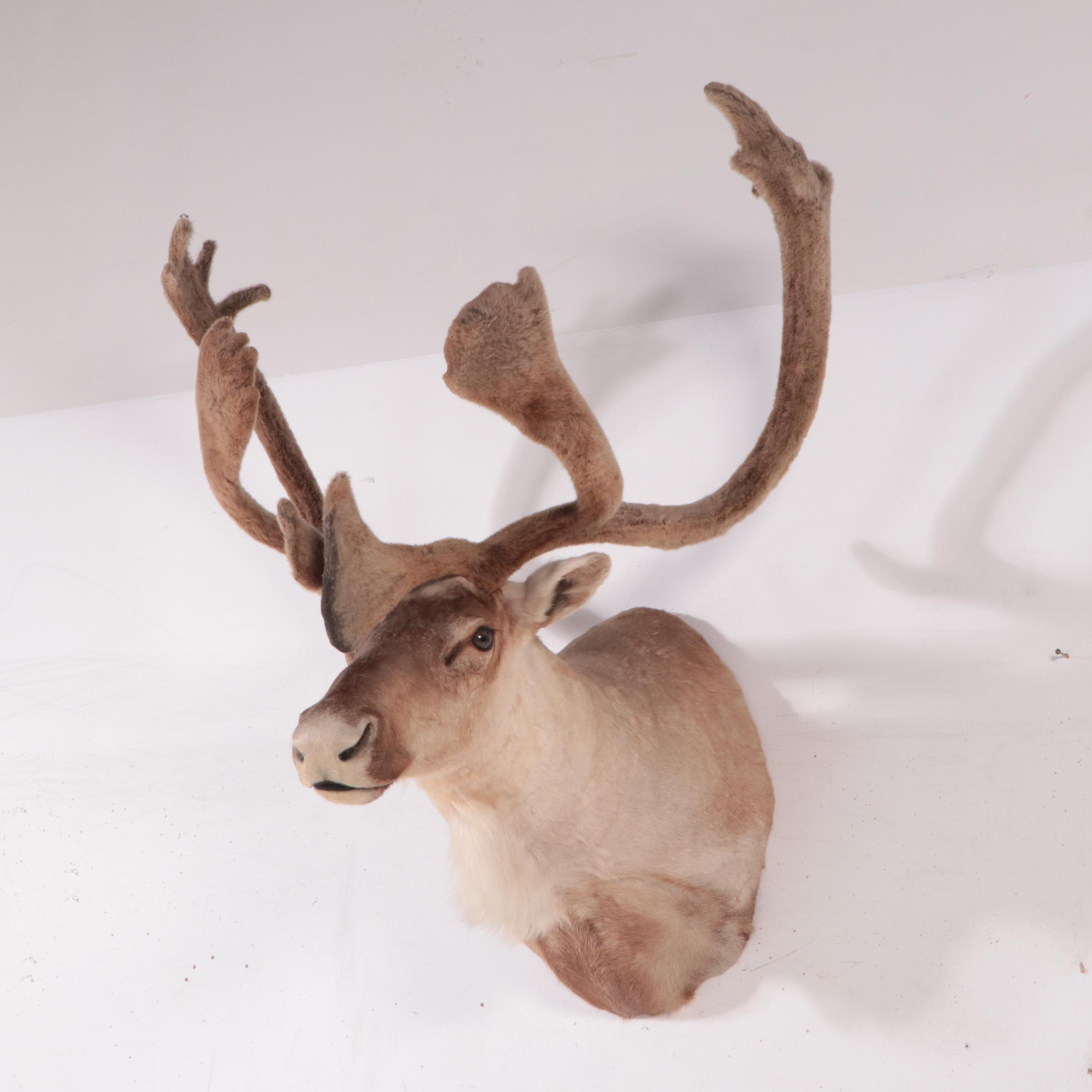 Taxidermy Caribou Head Shoulder Mount