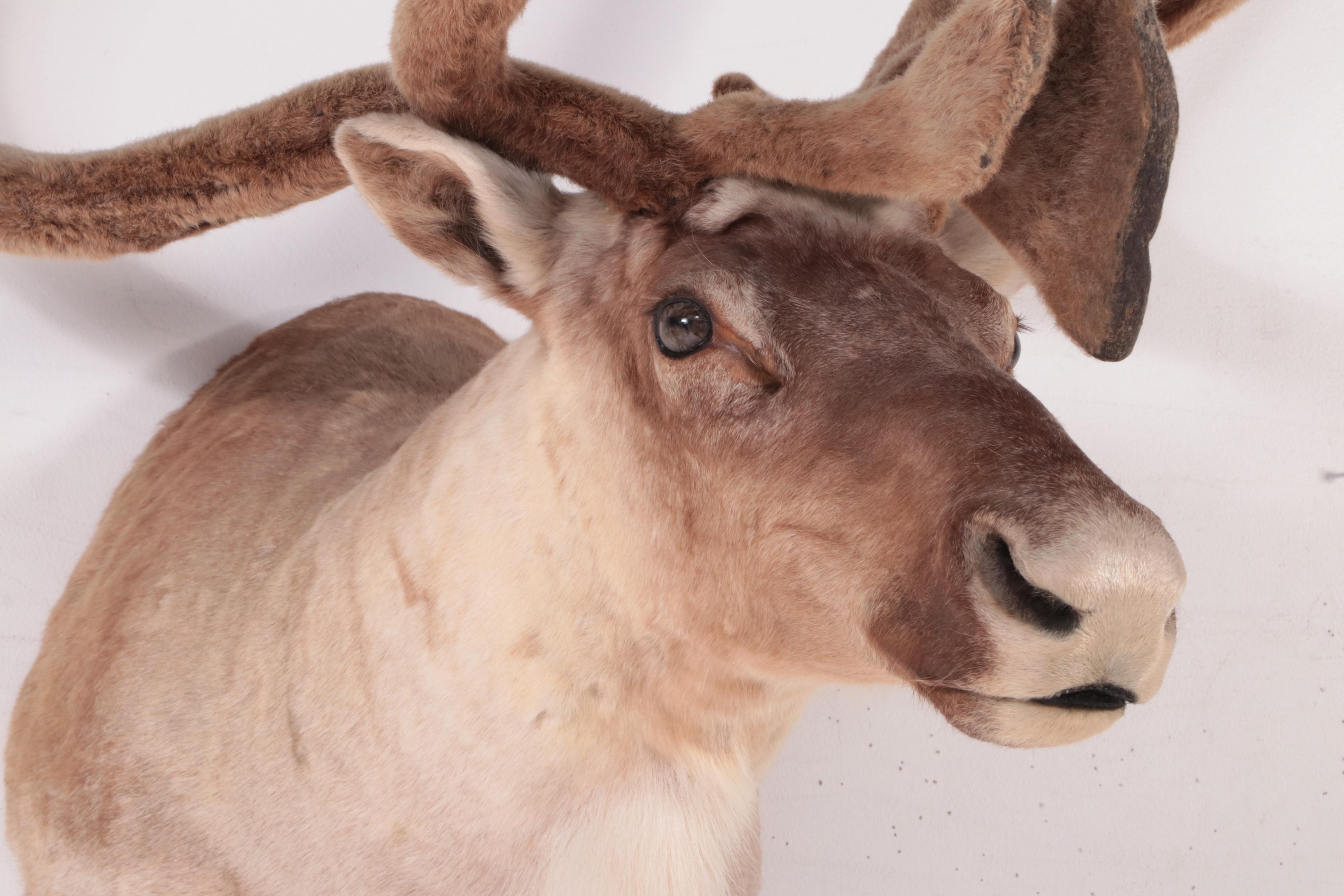Taxidermy Caribou Head Shoulder Mount