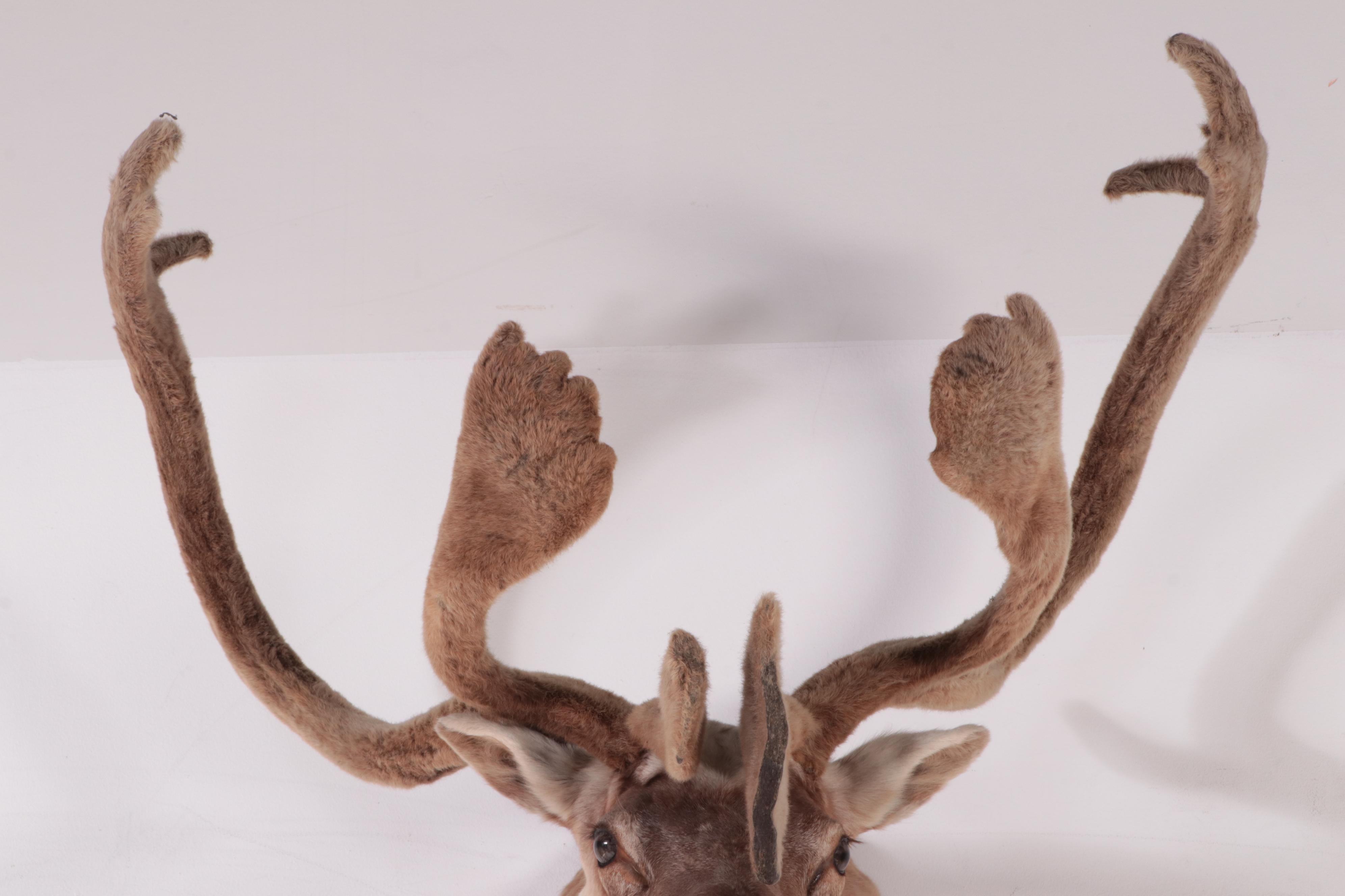 Taxidermy Caribou Head Shoulder Mount