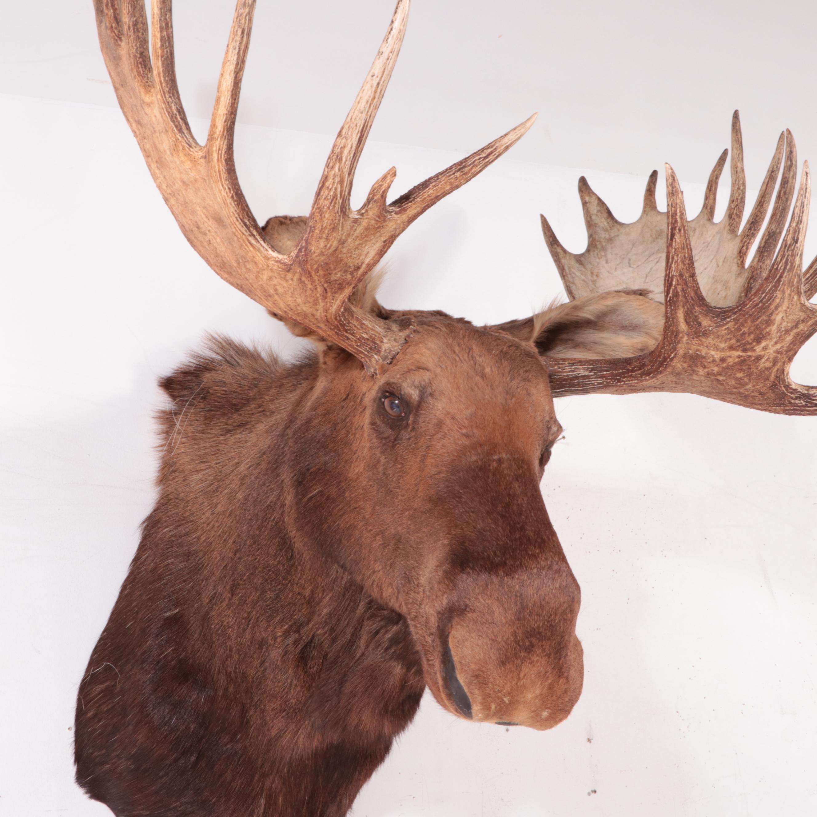Taxidermy Bull Moose Head Shoulder Mount
