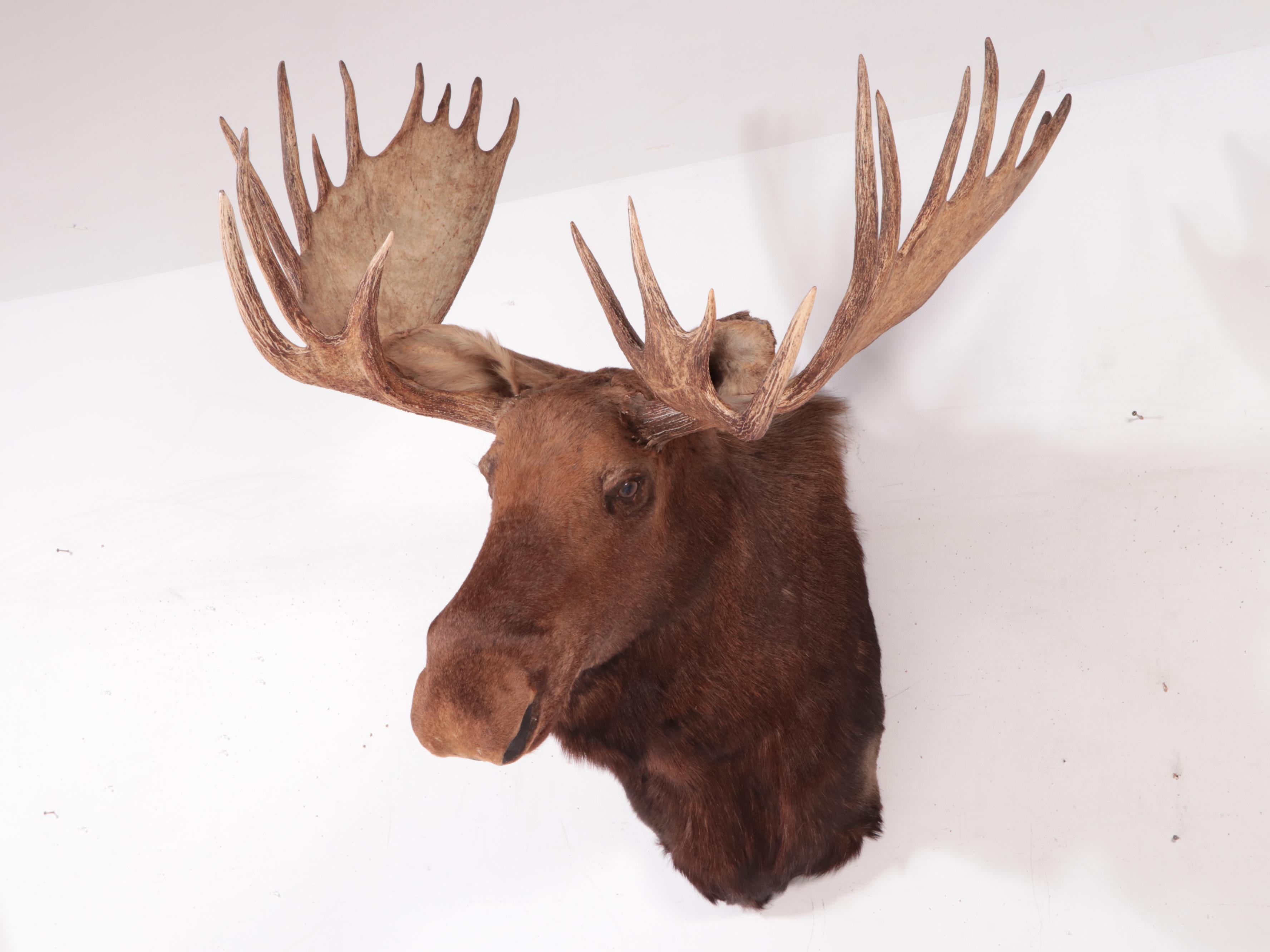 Taxidermy Bull Moose Head Shoulder Mount