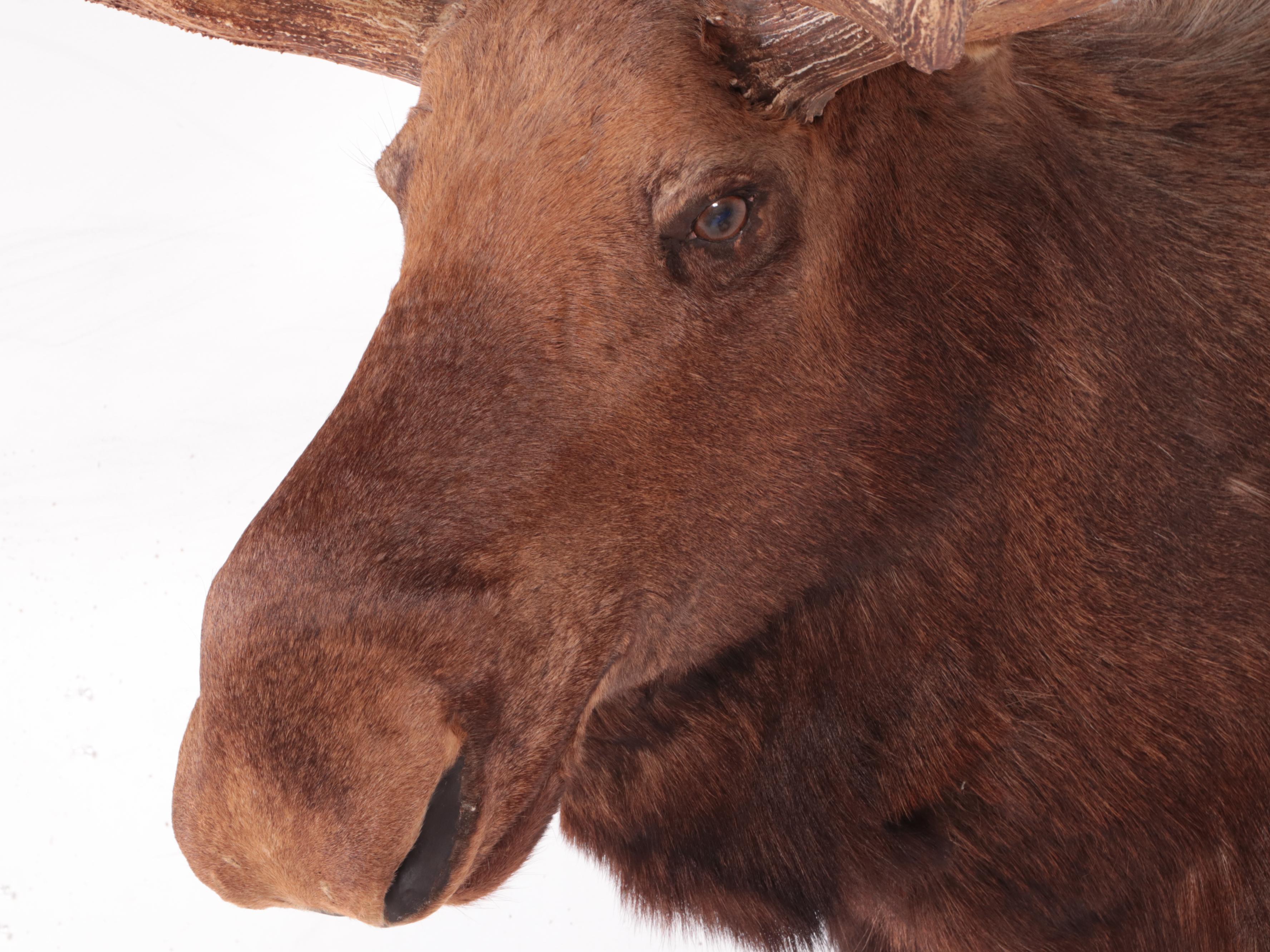Taxidermy Bull Moose Head Shoulder Mount