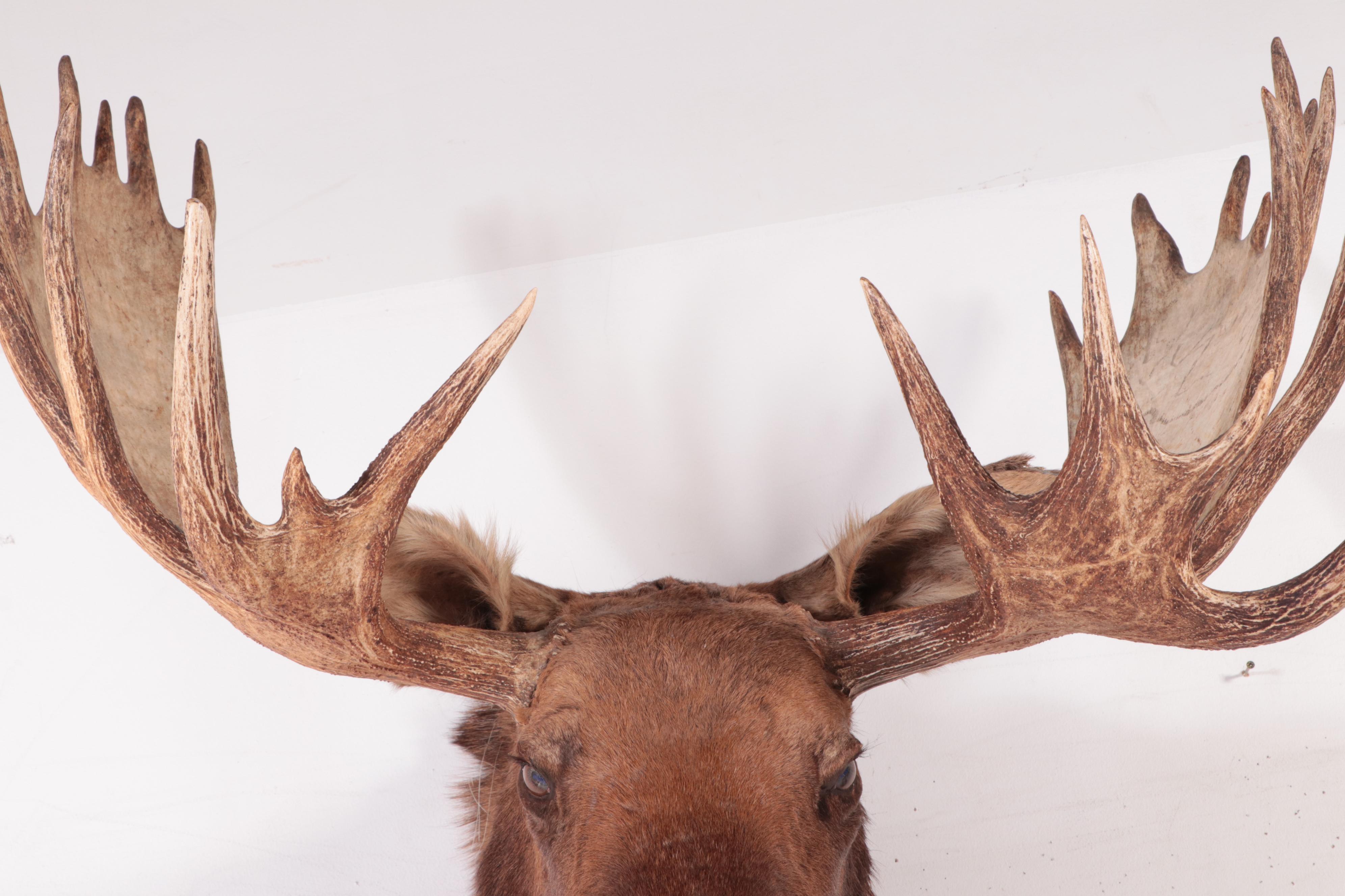 Taxidermy Bull Moose Head Shoulder Mount