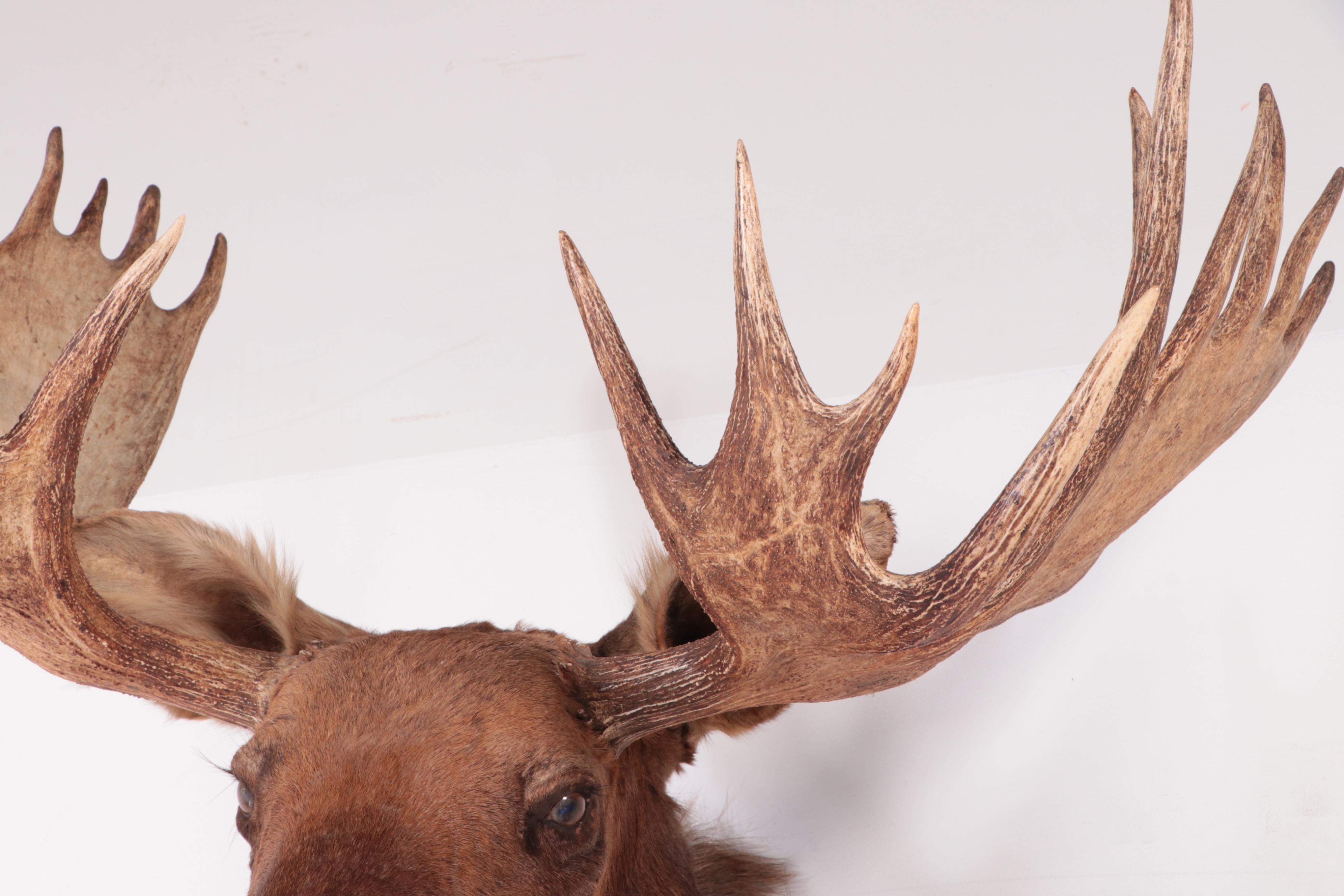 Taxidermy Bull Moose Head Shoulder Mount