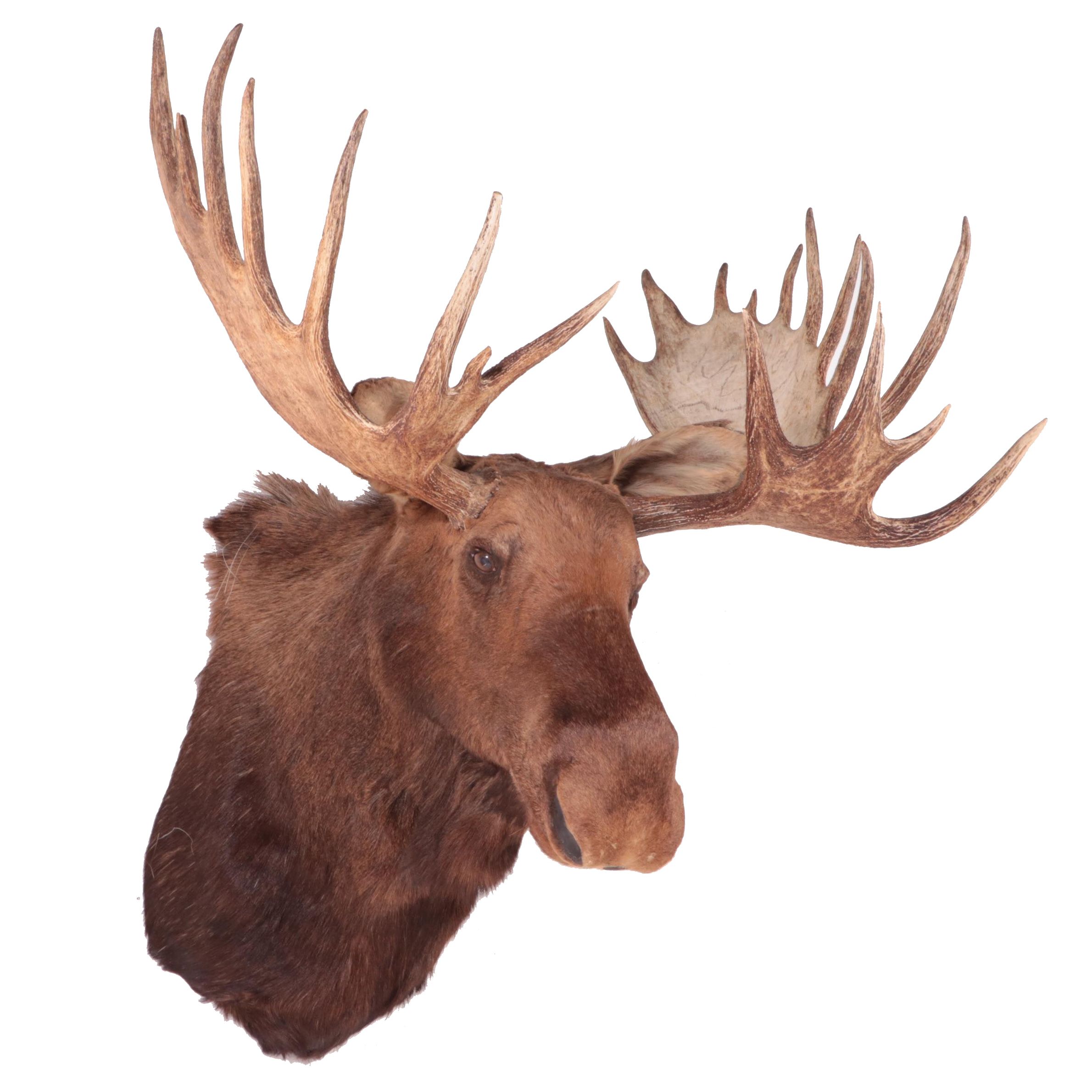 Taxidermy Bull Moose Head Shoulder Mount