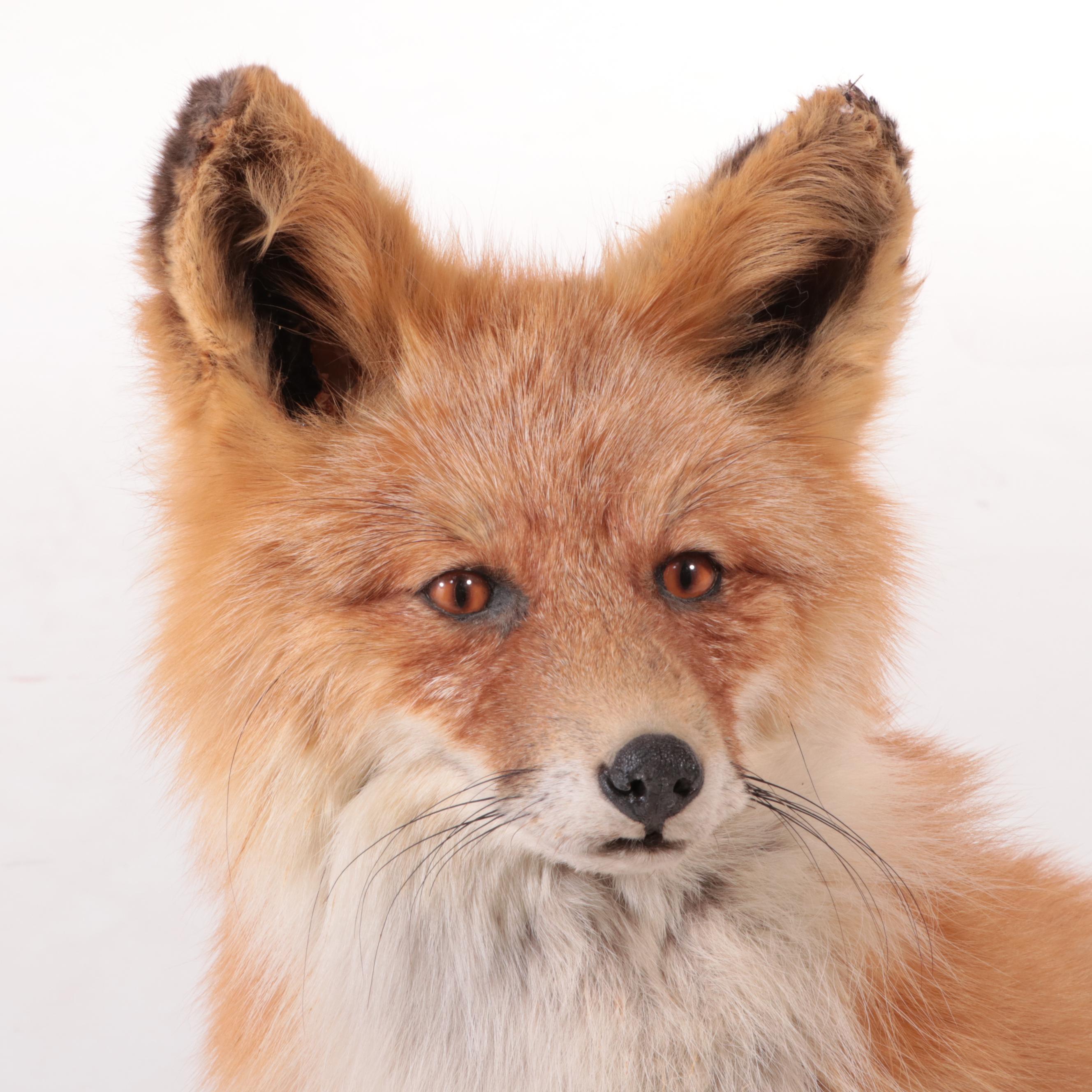 Taxidermy Red Fox Full Body Mount, 20th Century