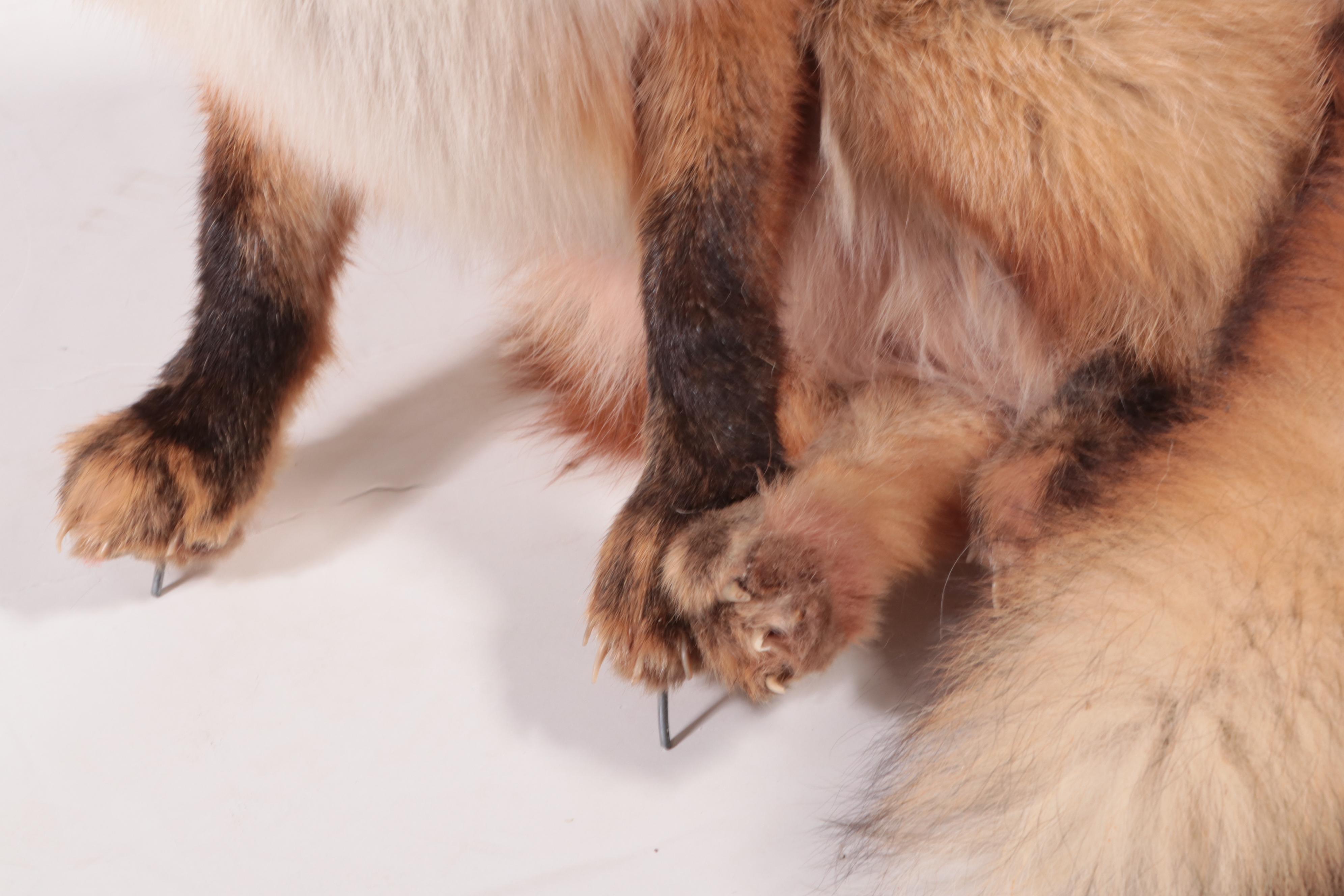 Taxidermy Red Fox Full Body Mount, 20th Century