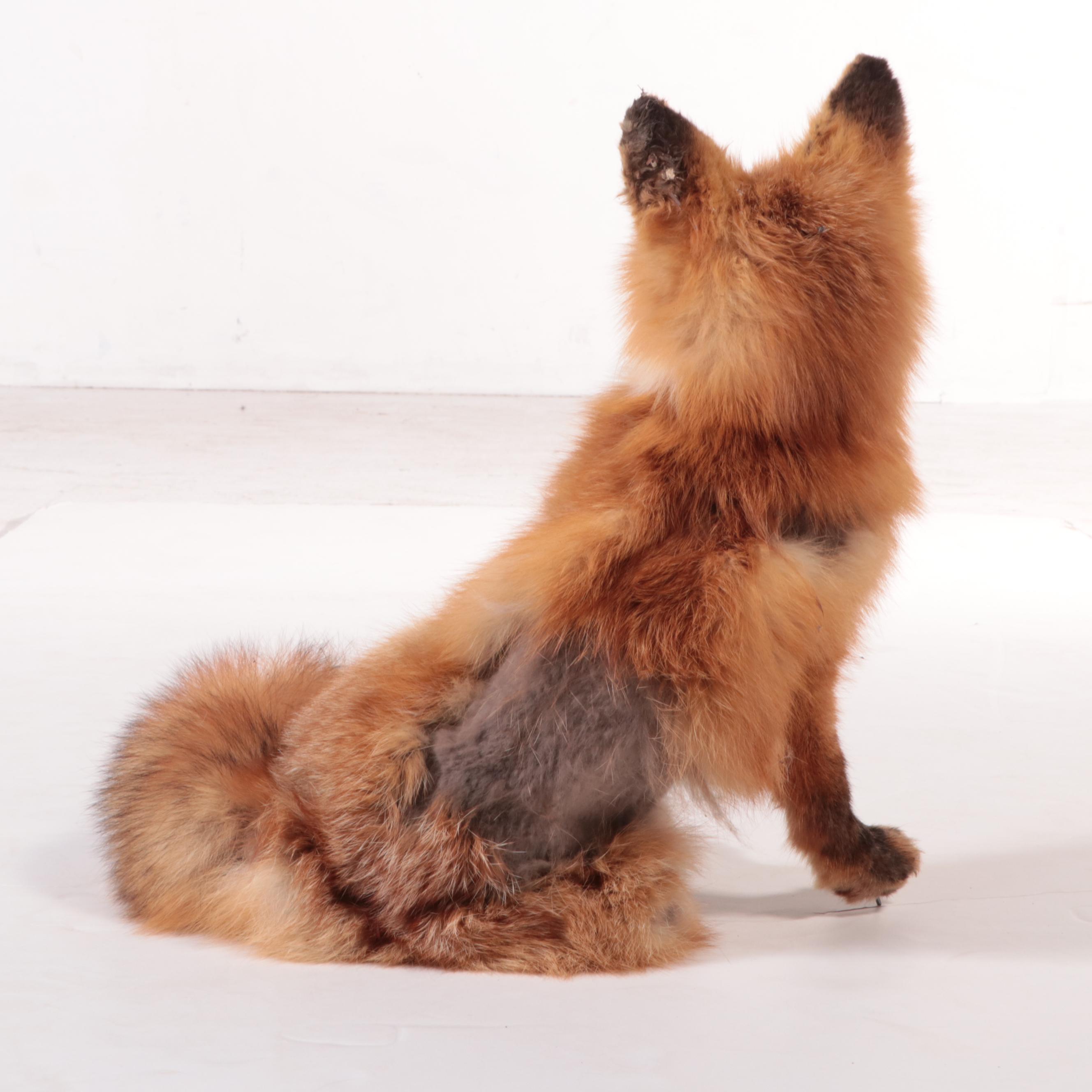 Taxidermy Red Fox Full Body Mount, 20th Century