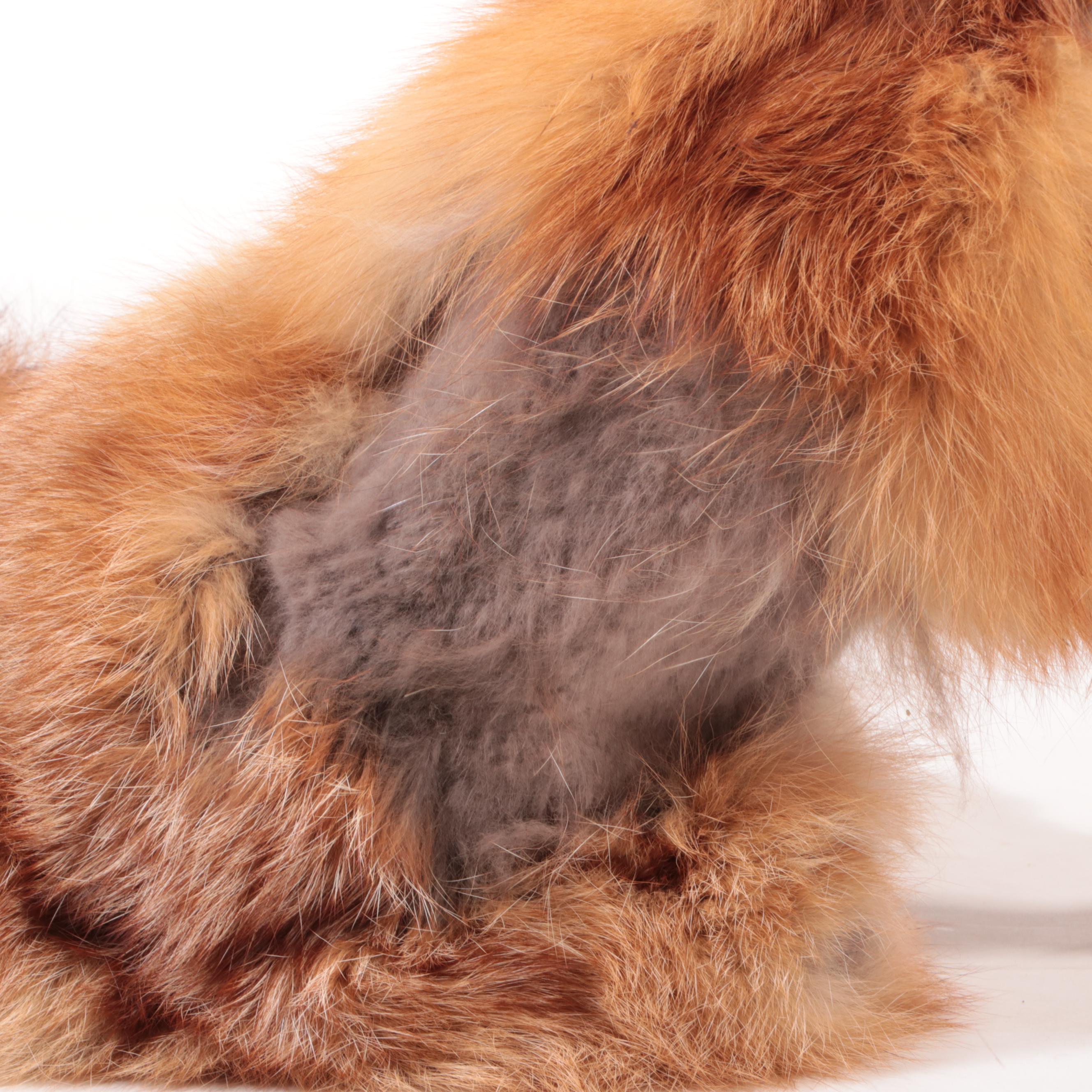 Taxidermy Red Fox Full Body Mount, 20th Century