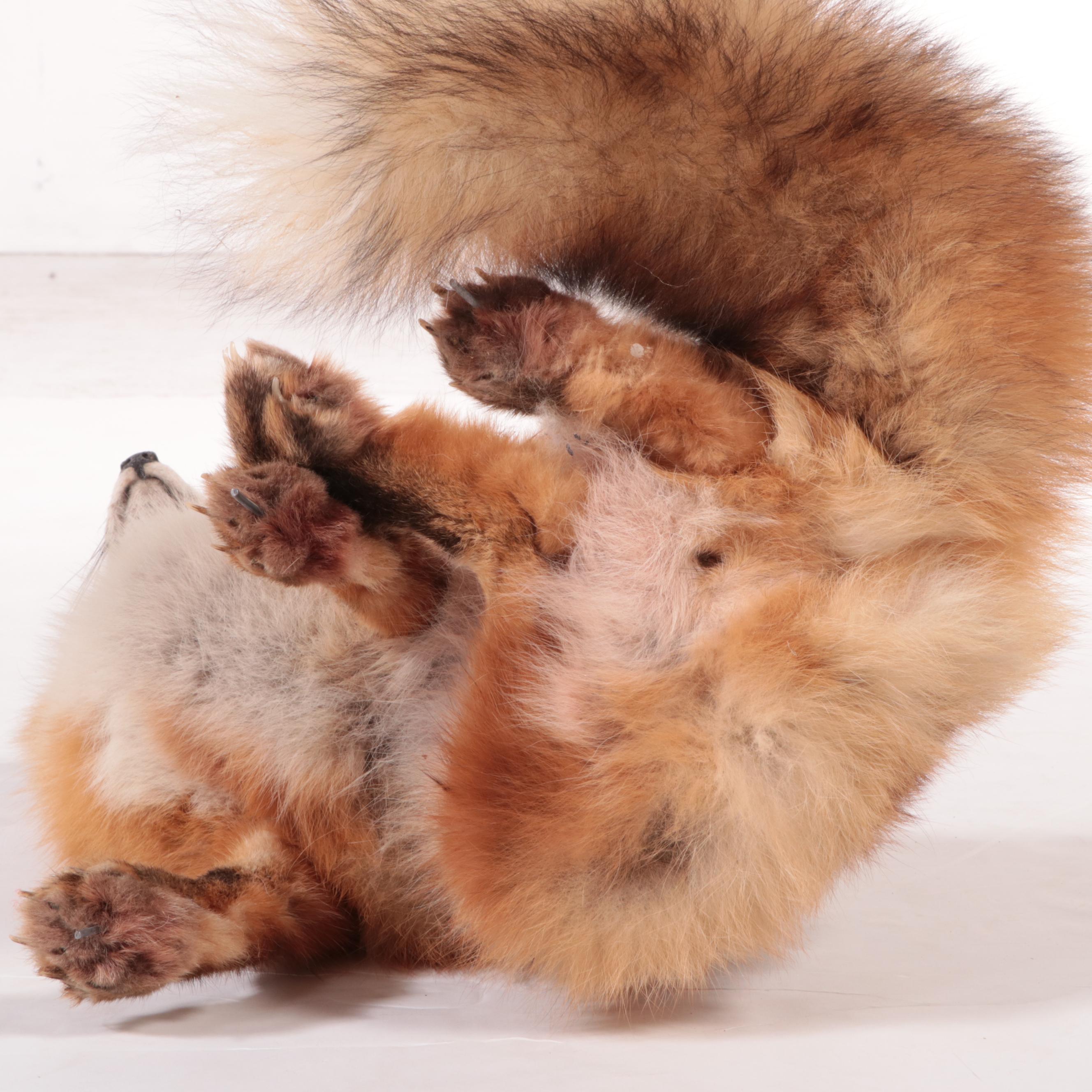 Taxidermy Red Fox Full Body Mount, 20th Century