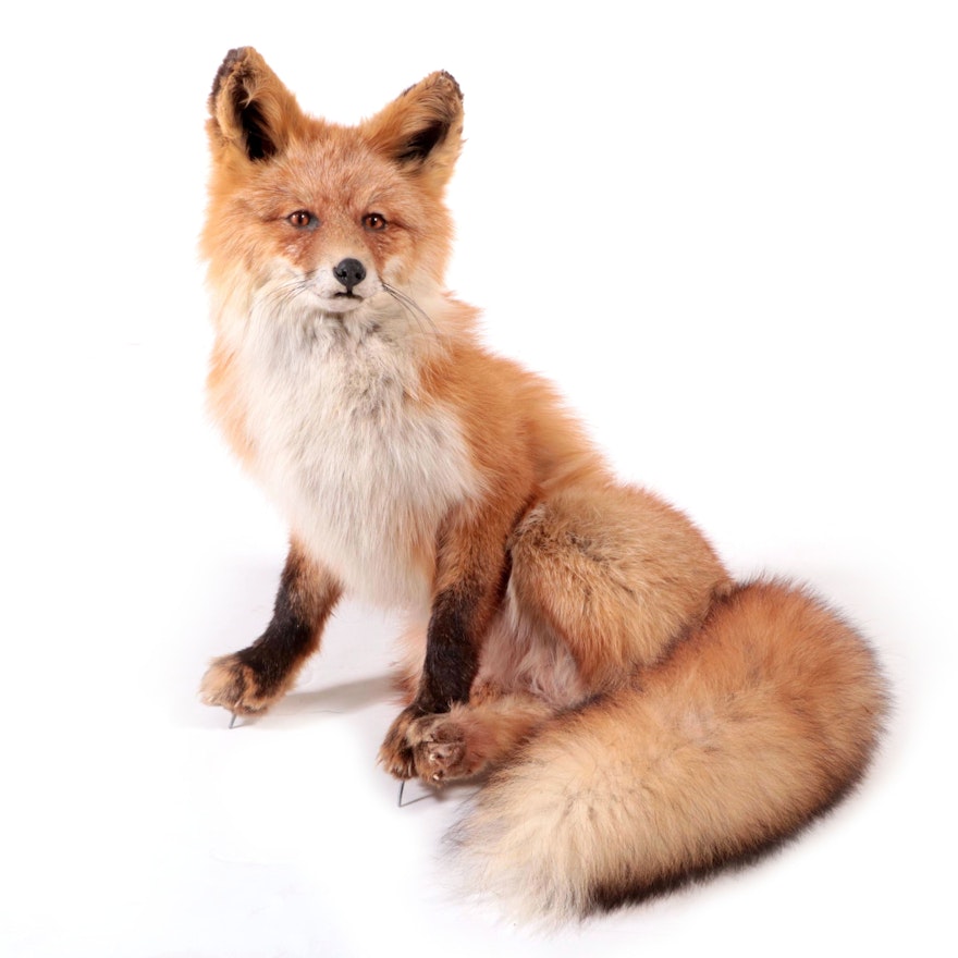 Taxidermy Red Fox Full Body Mount, 20th Century