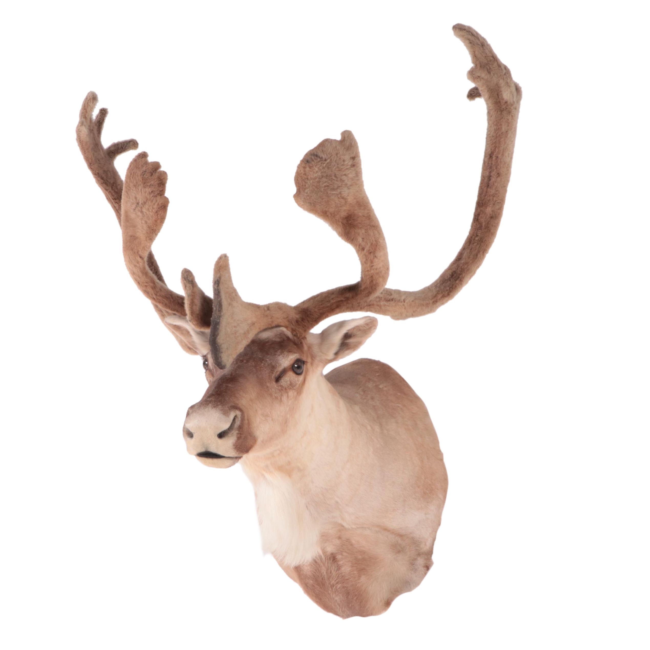 Taxidermy Caribou Head Shoulder Mount