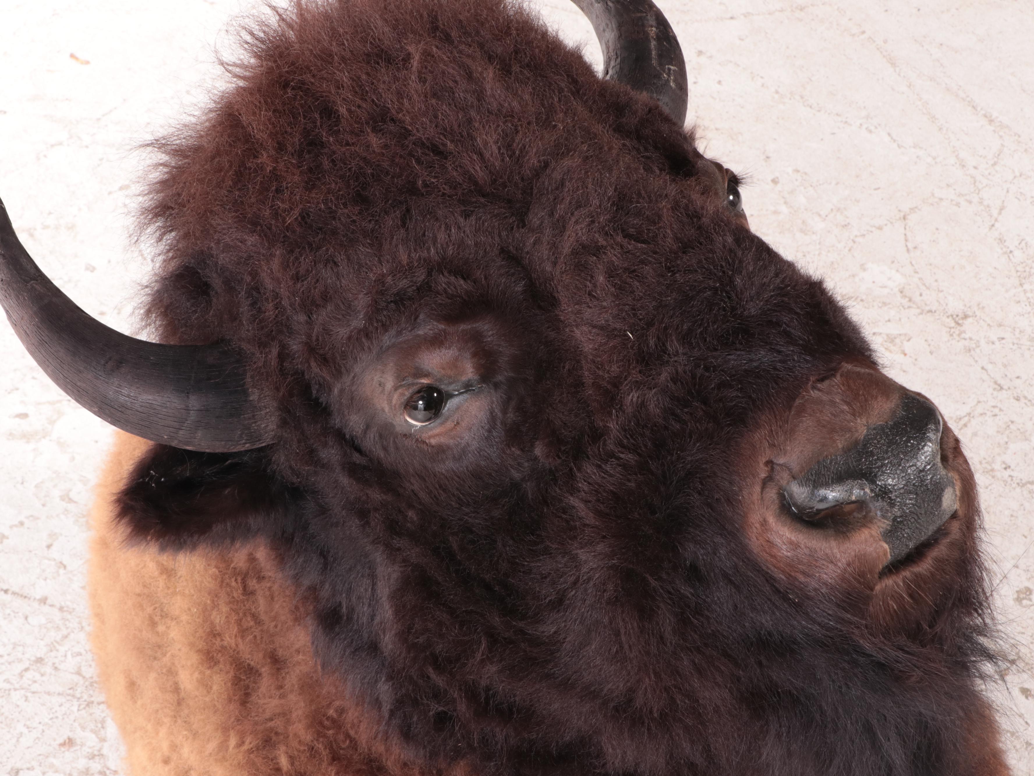 American Bison Taxidermy Shoulder Mount