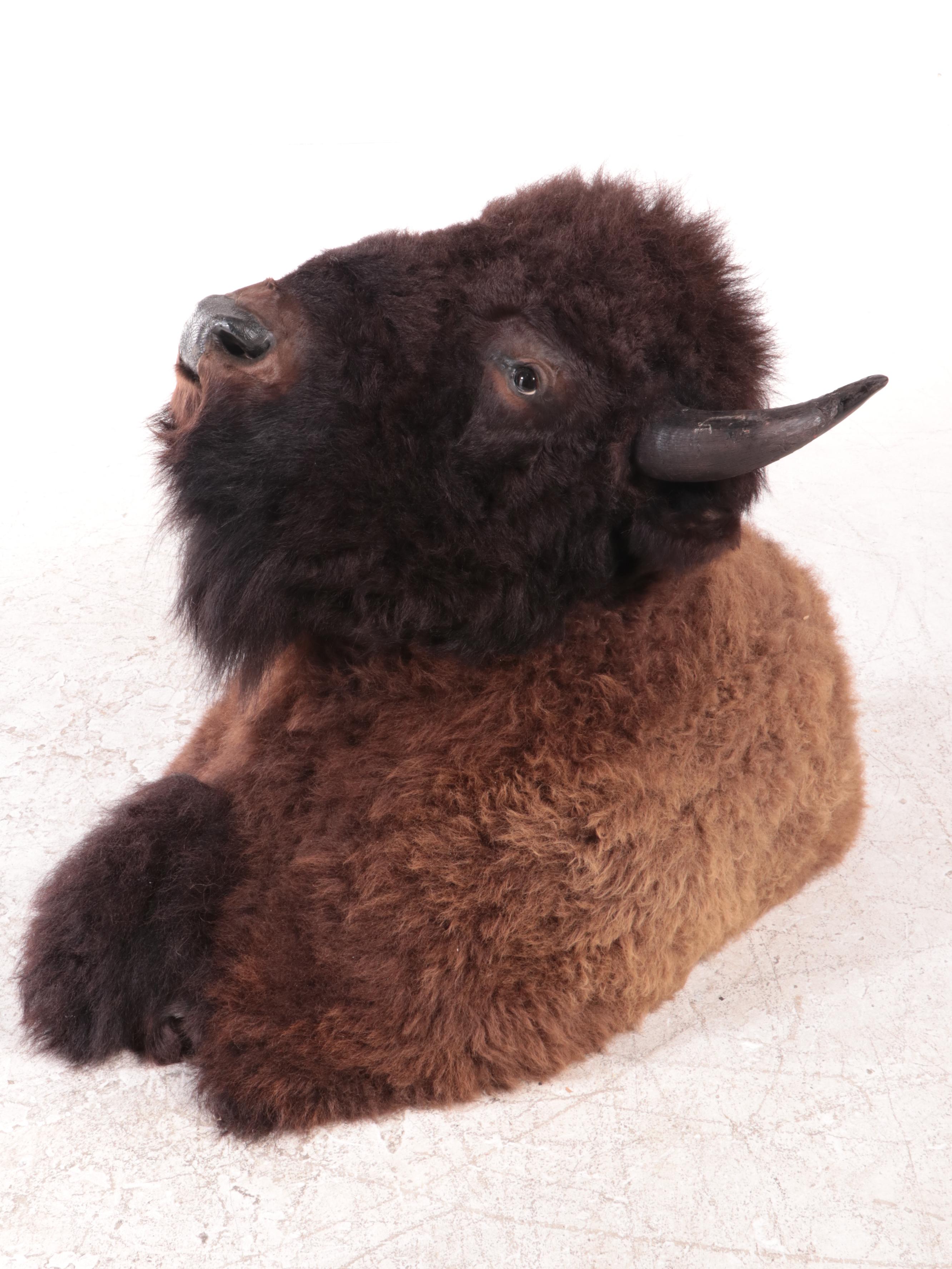 American Bison Taxidermy Shoulder Mount