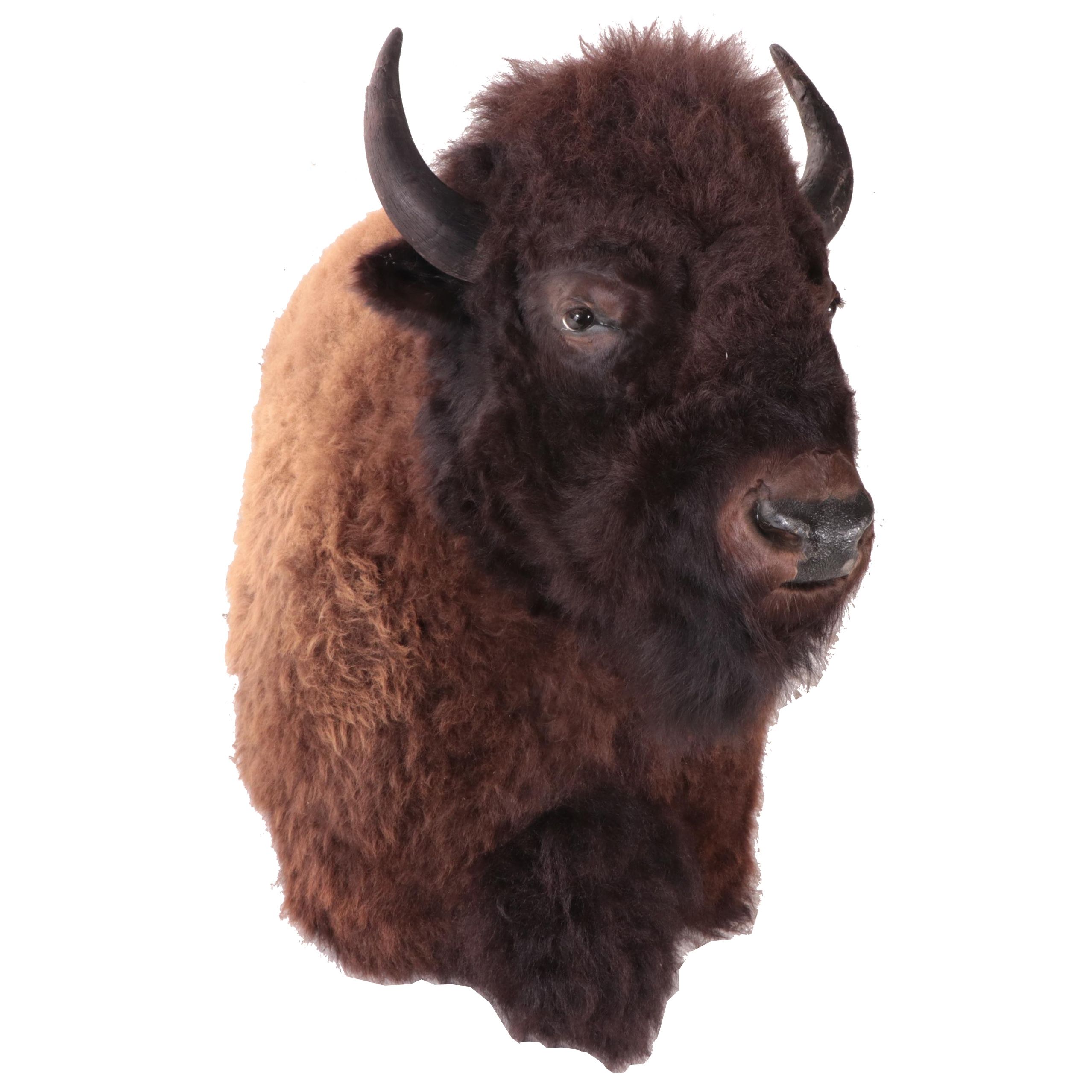 American Bison Taxidermy Shoulder Mount