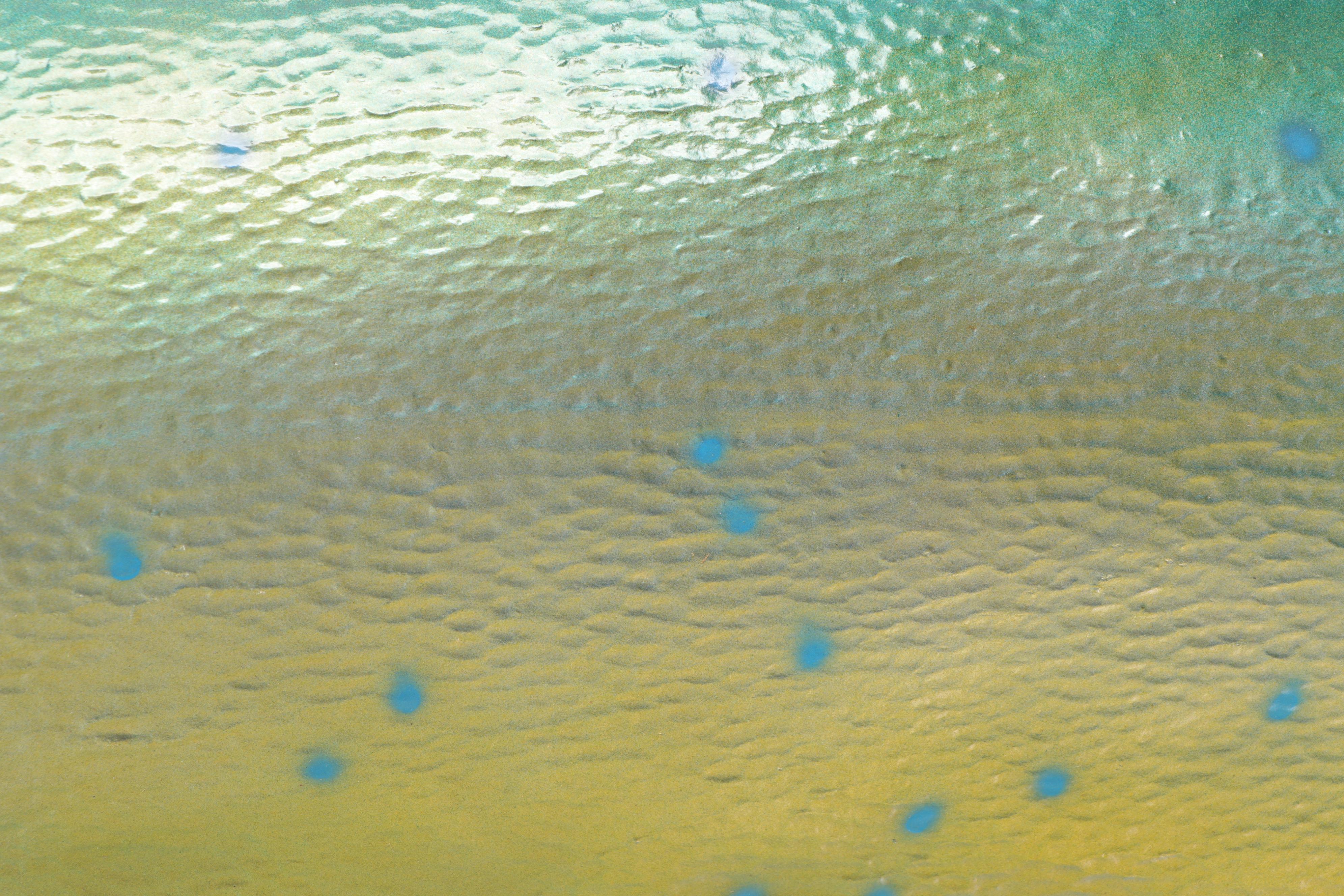 Mahi-Mahi Dolphinfish Taxidermy Mount Replica