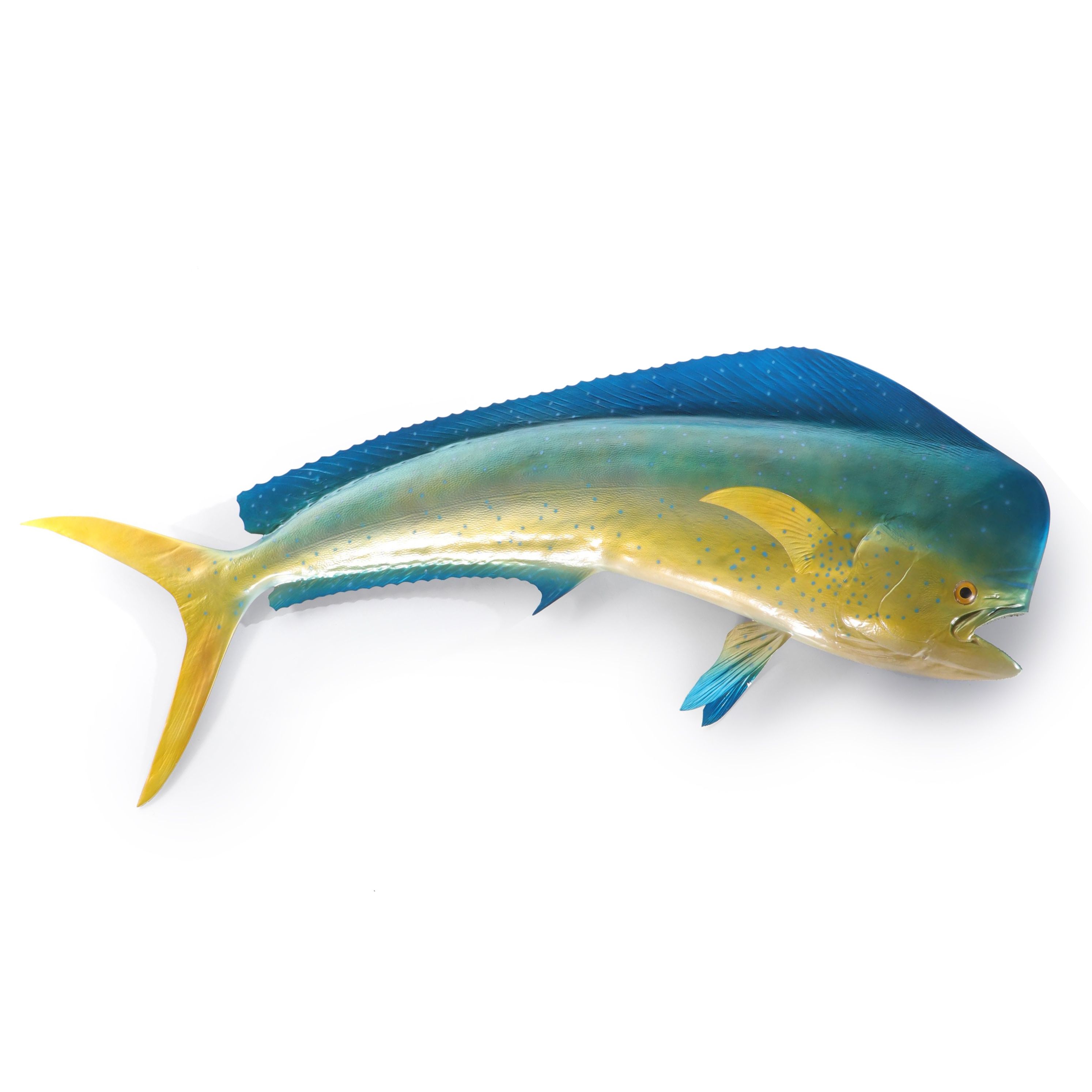 Mahi-Mahi Dolphinfish Taxidermy Mount Replica