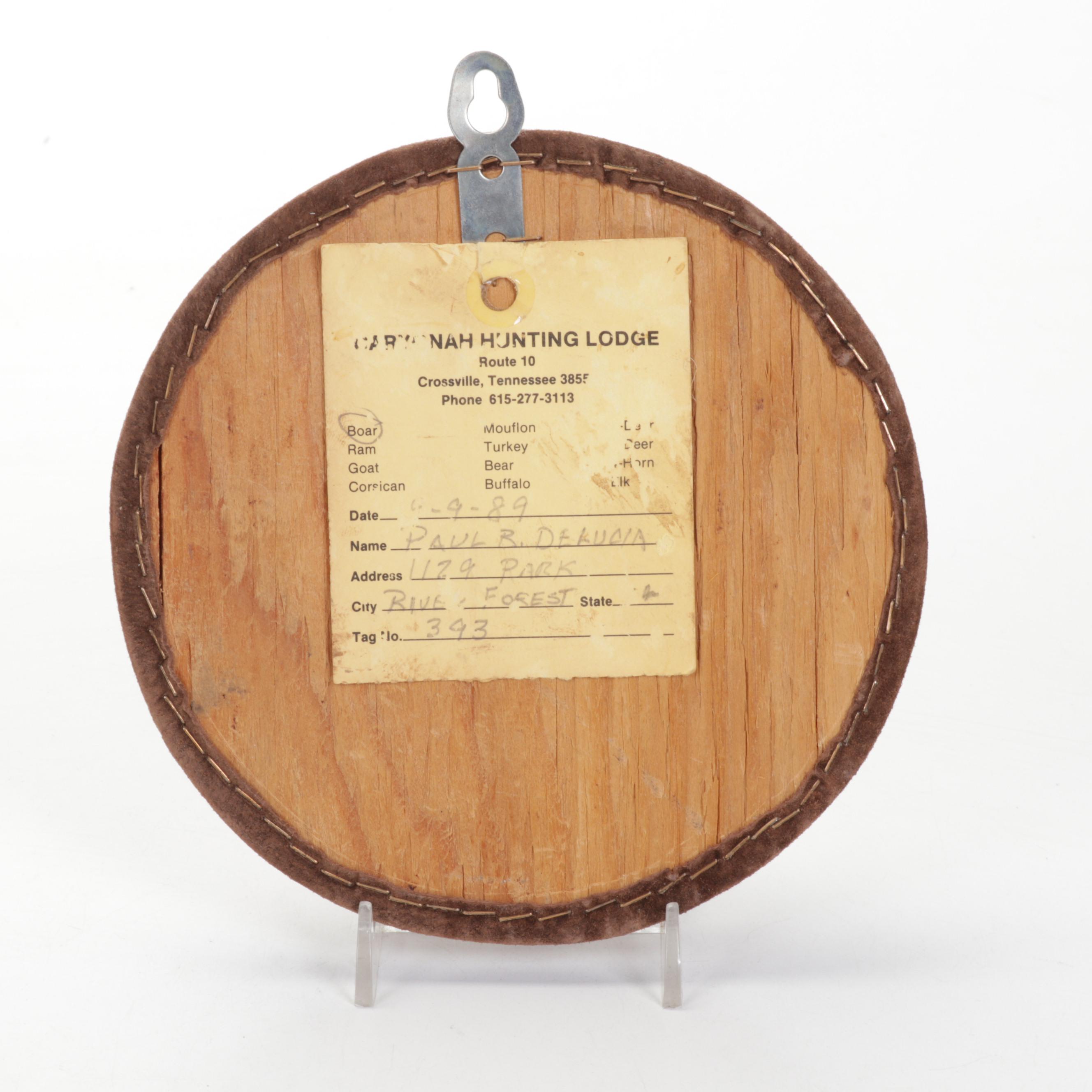 Mounted Wild Boar Tusk Set