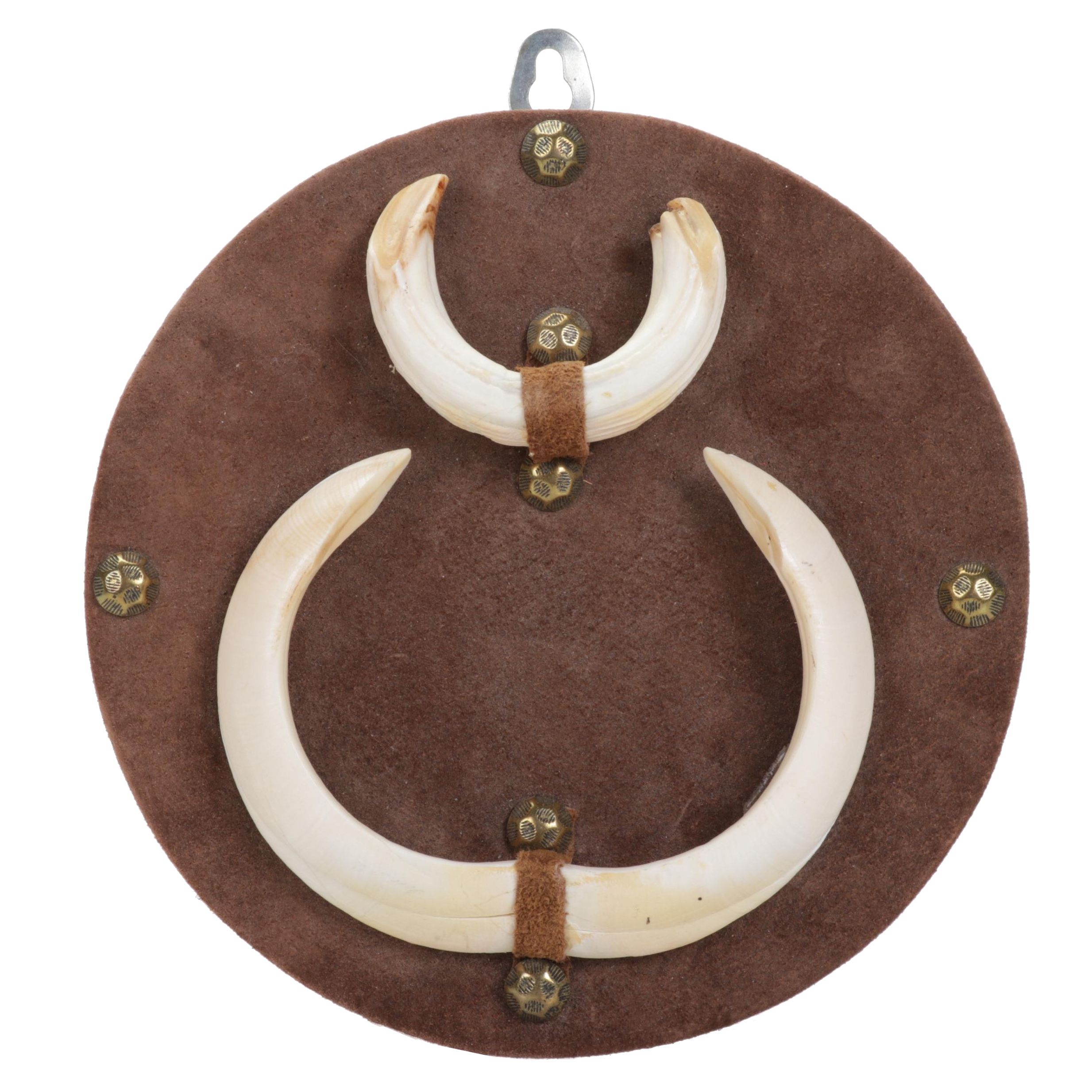 Mounted Wild Boar Tusk Set