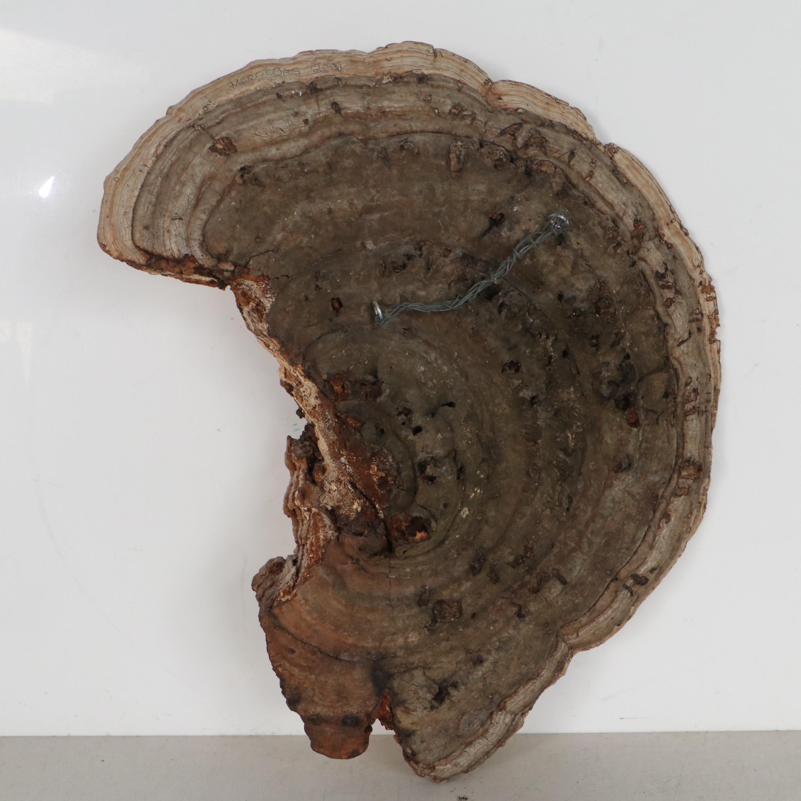 Native American Portrait Carved on Tree Conk, 2001