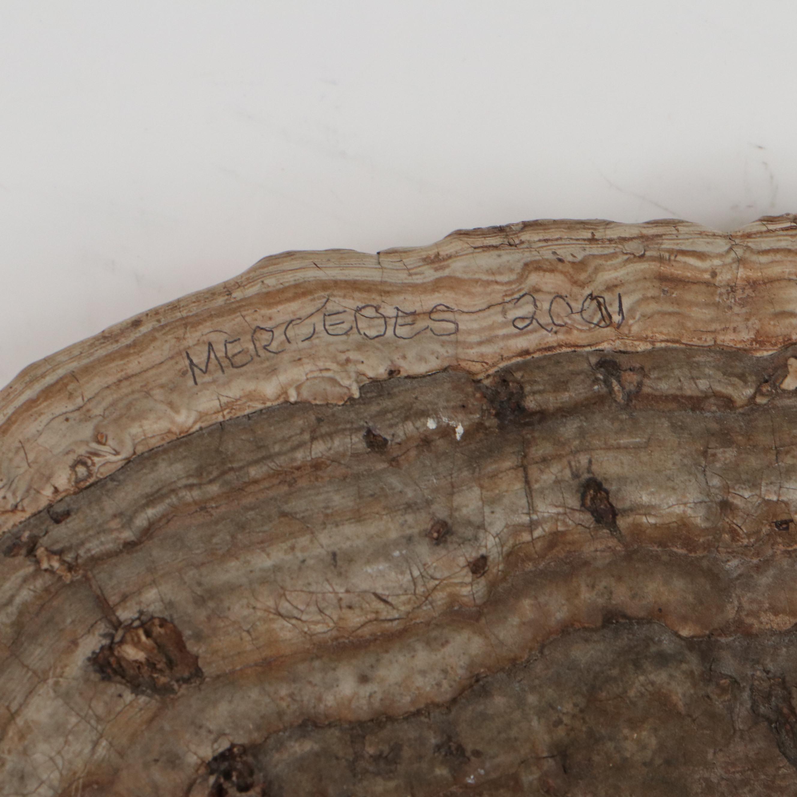 Native American Portrait Carved on Tree Conk, 2001