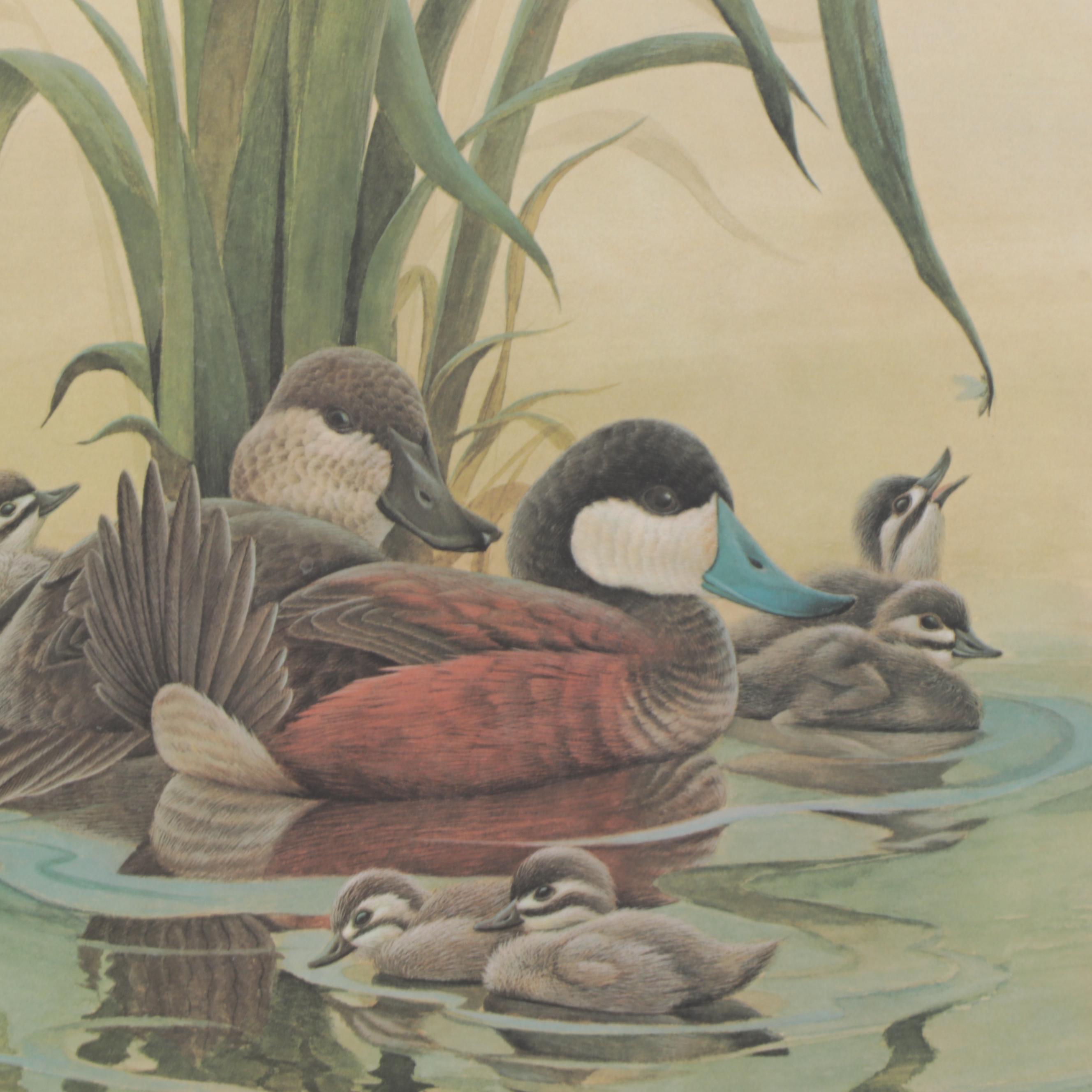 John Ruthven Offset Lithograph "Ruddy Duck Family," Late 20th Century
