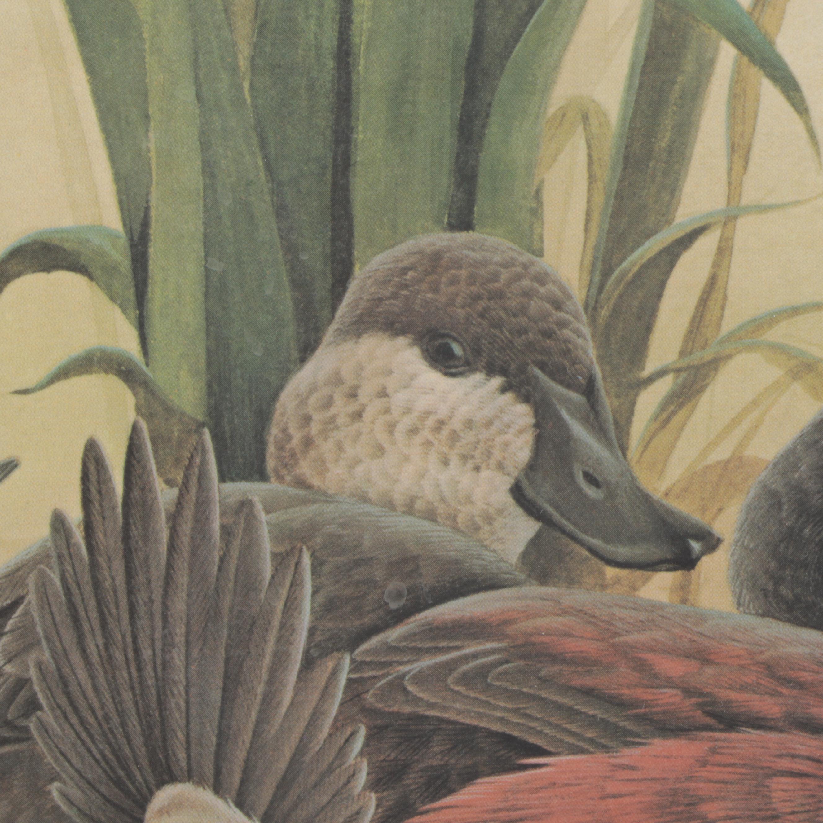 John Ruthven Offset Lithograph "Ruddy Duck Family," Late 20th Century