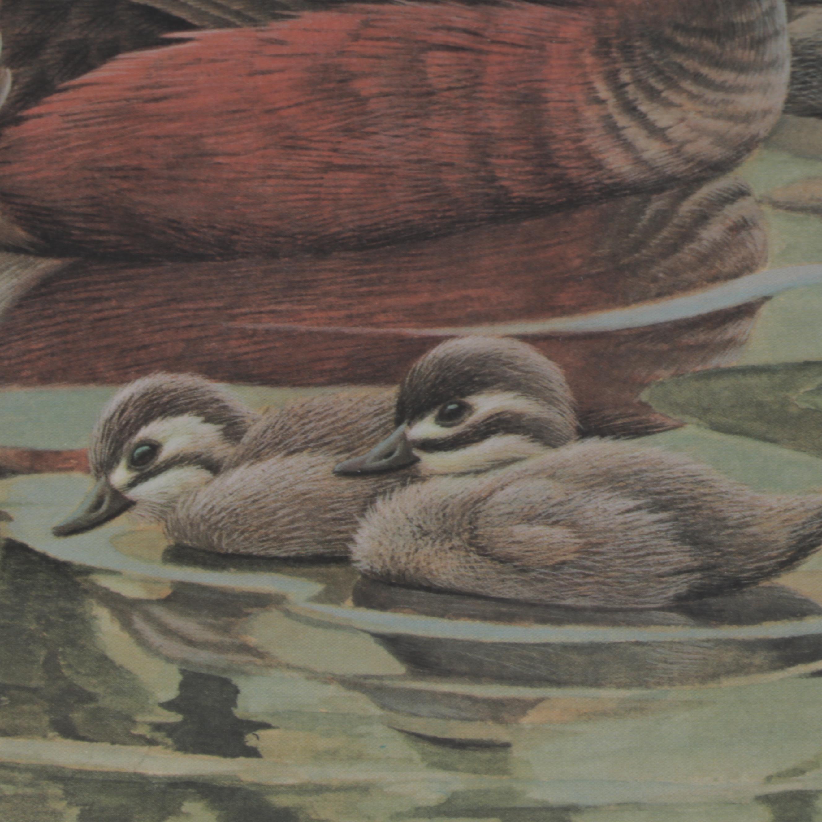 John Ruthven Offset Lithograph "Ruddy Duck Family," Late 20th Century