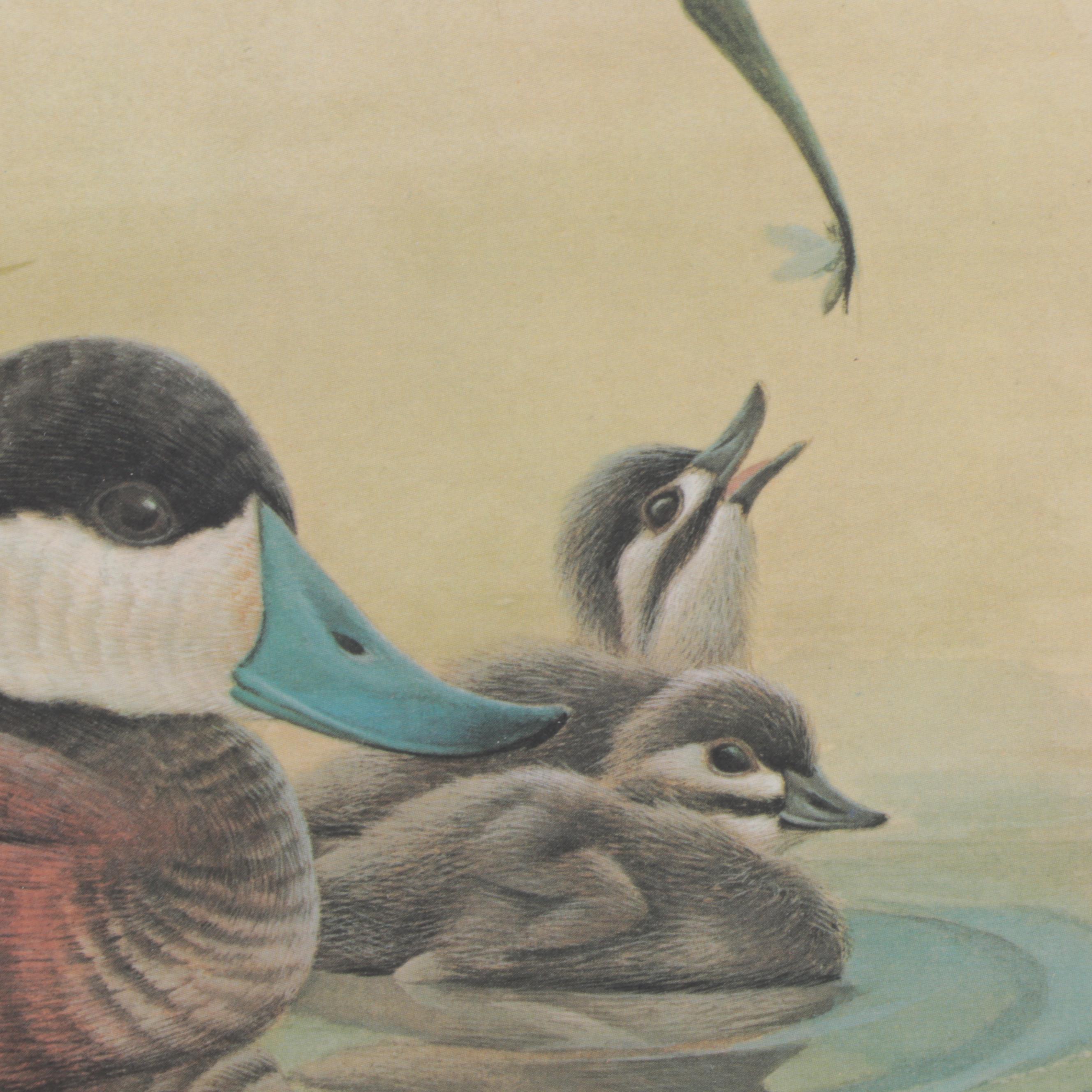 John Ruthven Offset Lithograph "Ruddy Duck Family," Late 20th Century