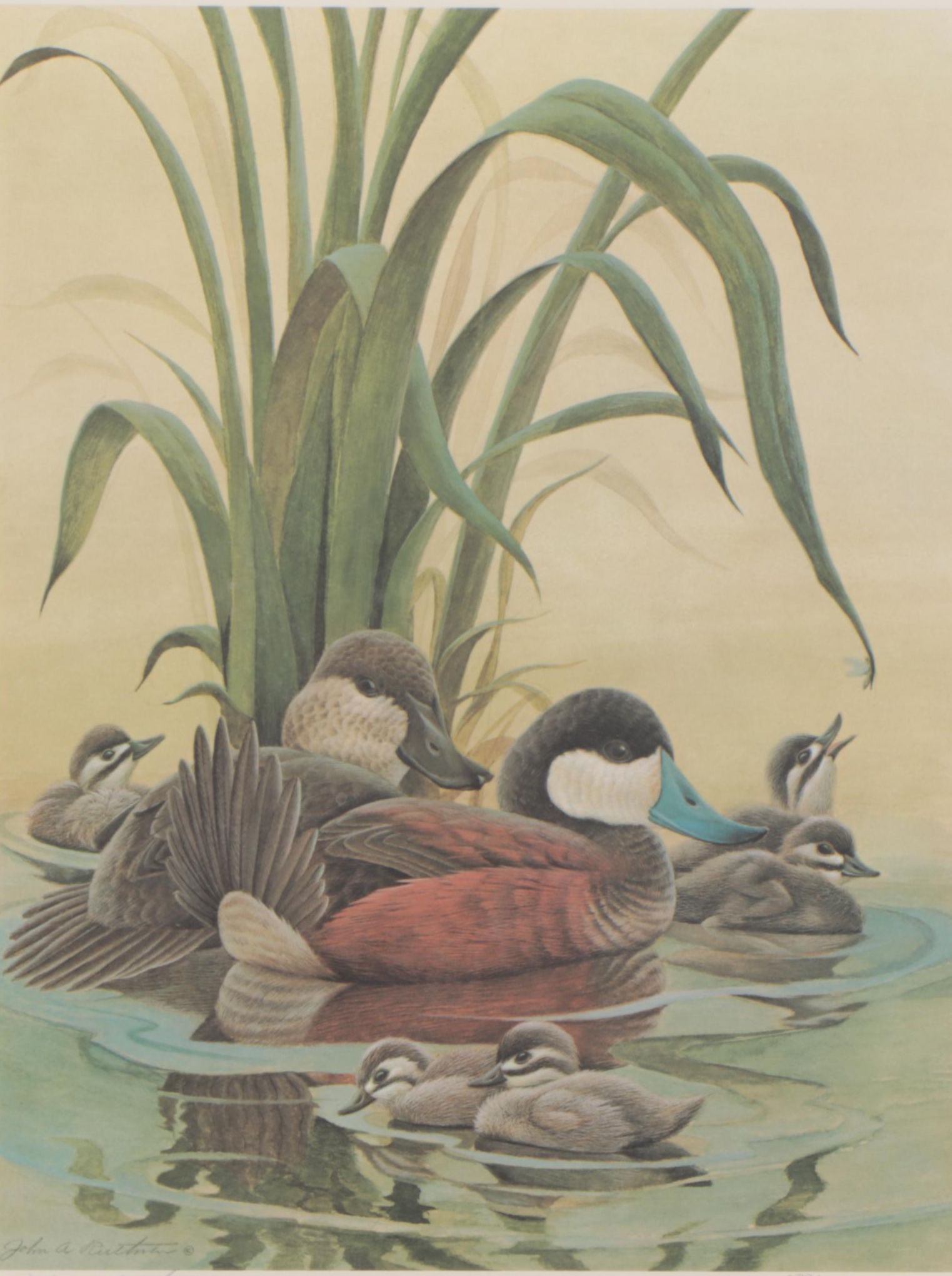 John Ruthven Offset Lithograph "Ruddy Duck Family," Late 20th Century