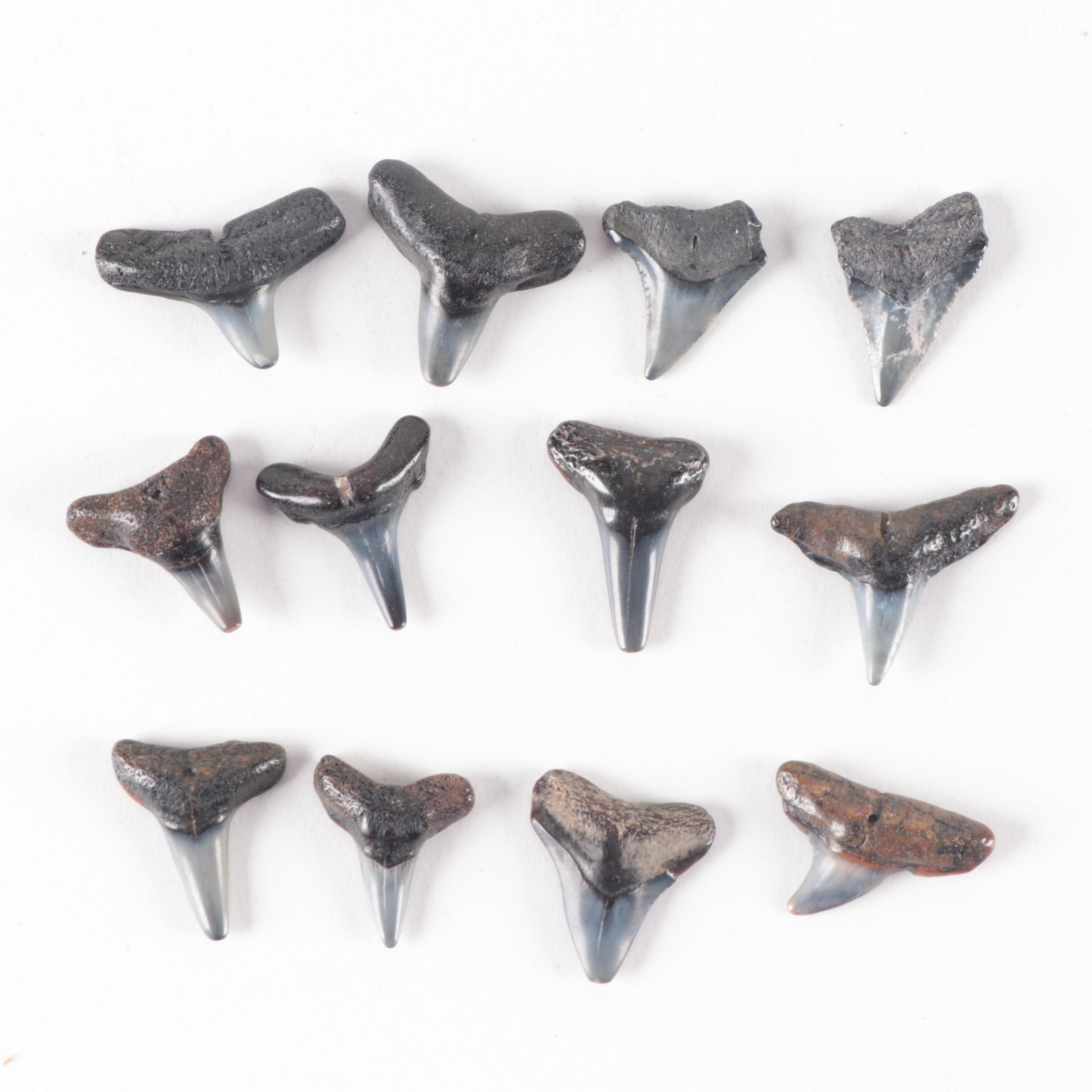 Fossil Shark Teeth and Stingray Dental Plate Fossil Specimens