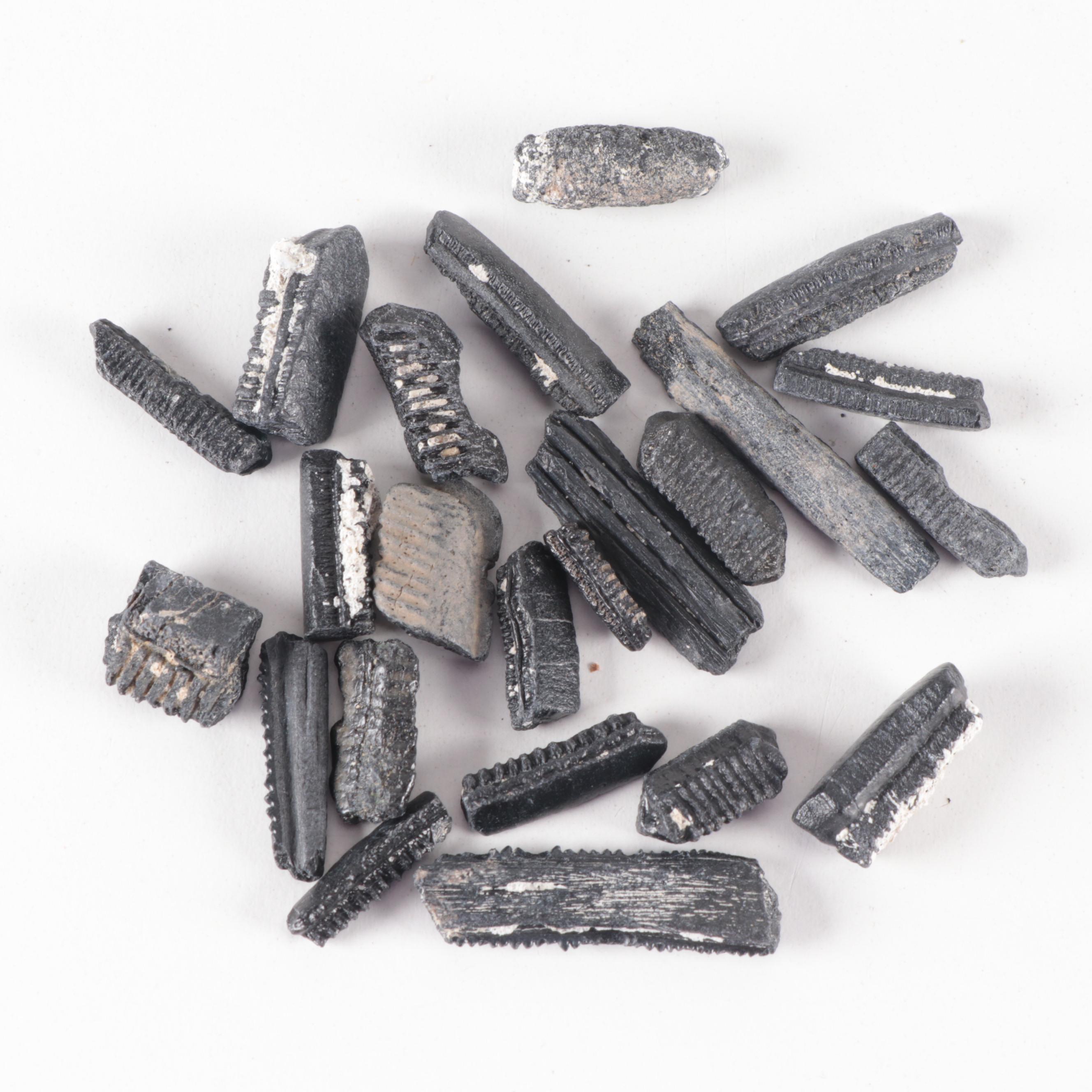 Fossil Shark Teeth and Stingray Dental Plate Fossil Specimens