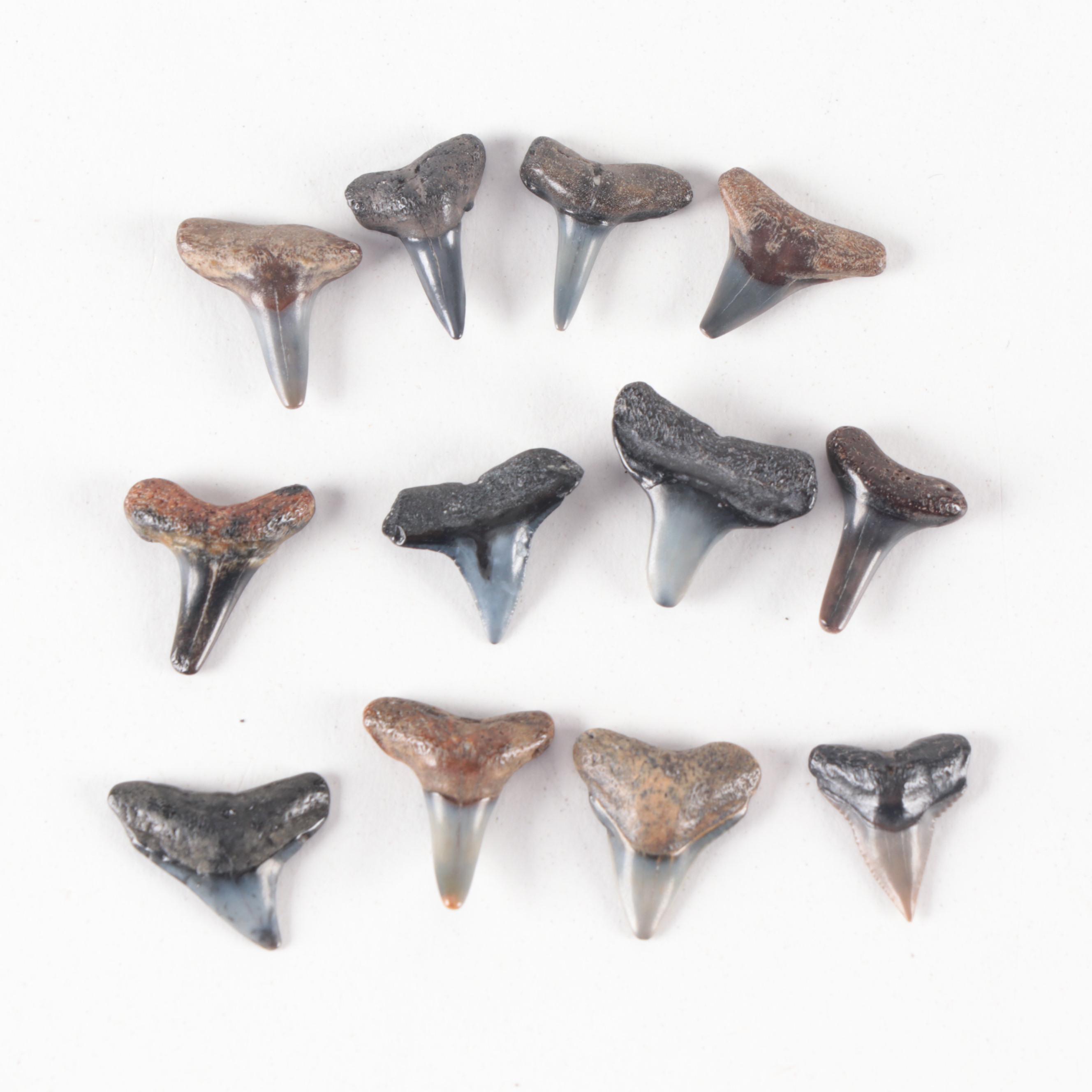 Fossil Shark Teeth and Stingray Dental Plate Fossil Specimens