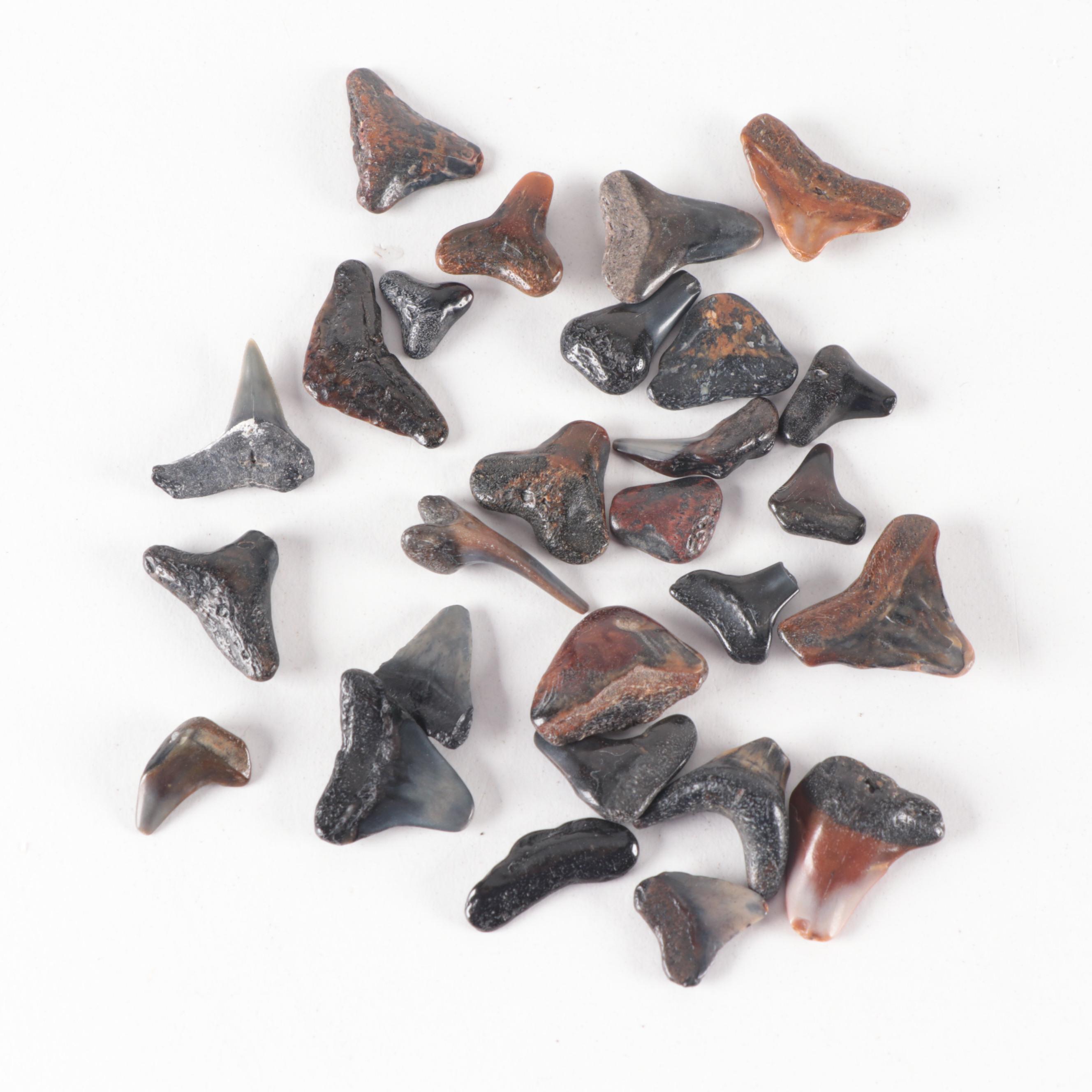 Fossil Shark Teeth and Stingray Dental Plate Fossil Specimens