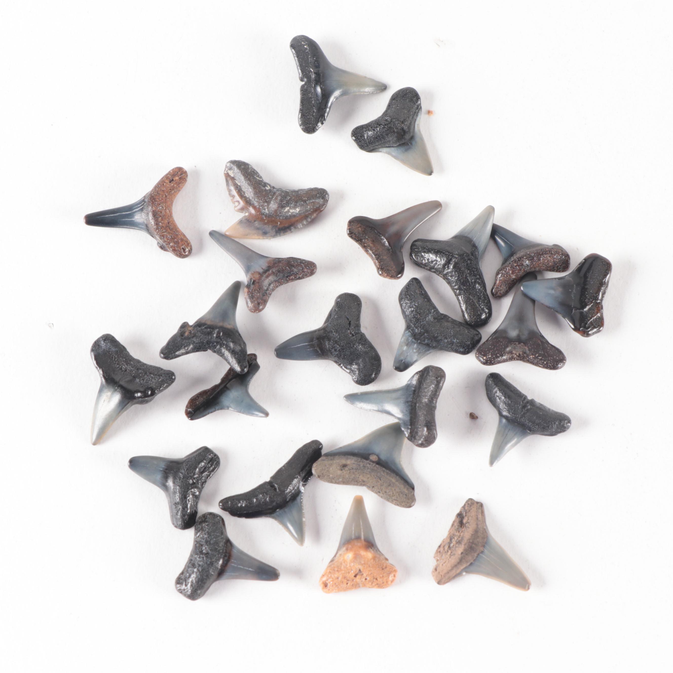 Fossil Shark Teeth and Stingray Dental Plate Fossil Specimens