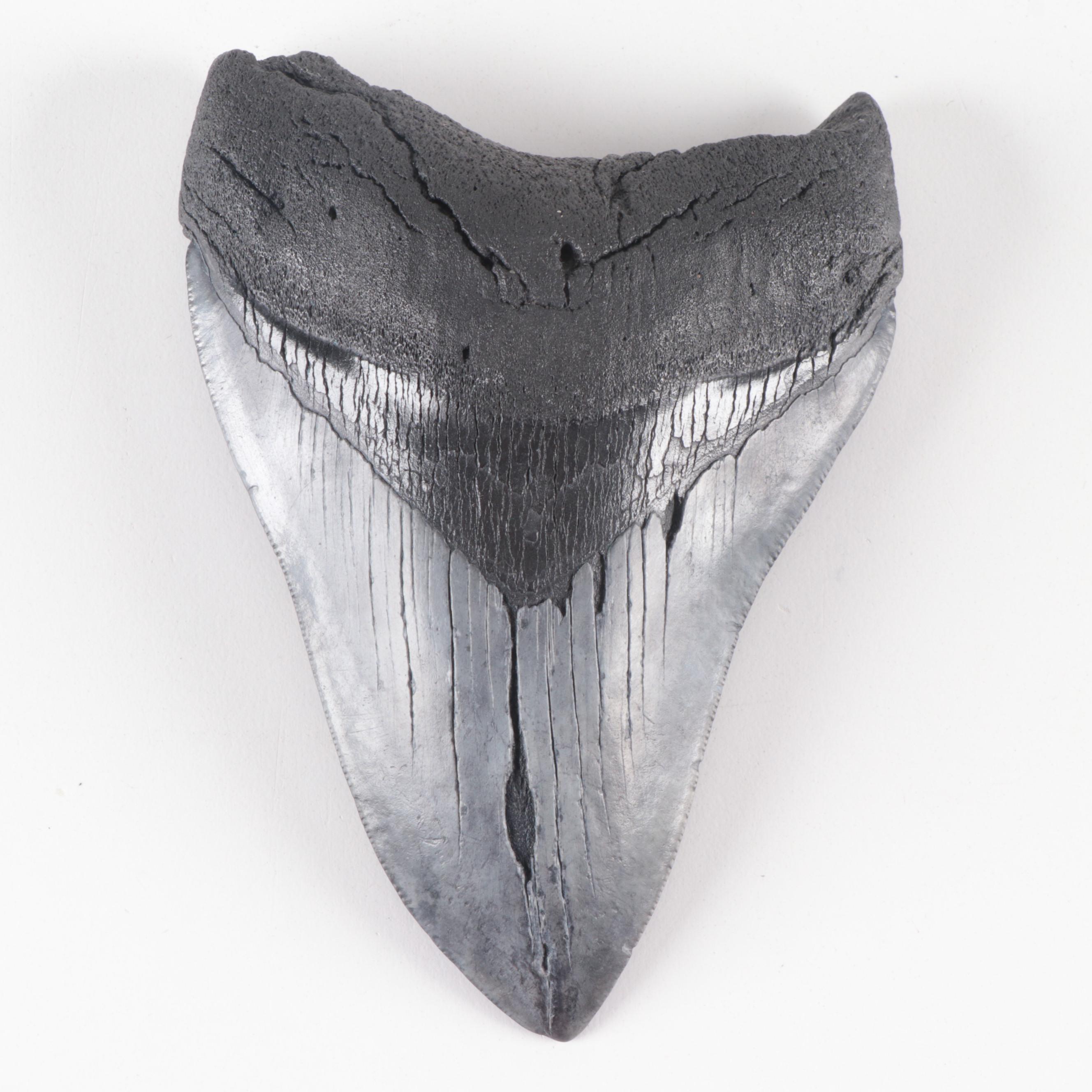 Megalodon Fossil Shark Tooth Specimens