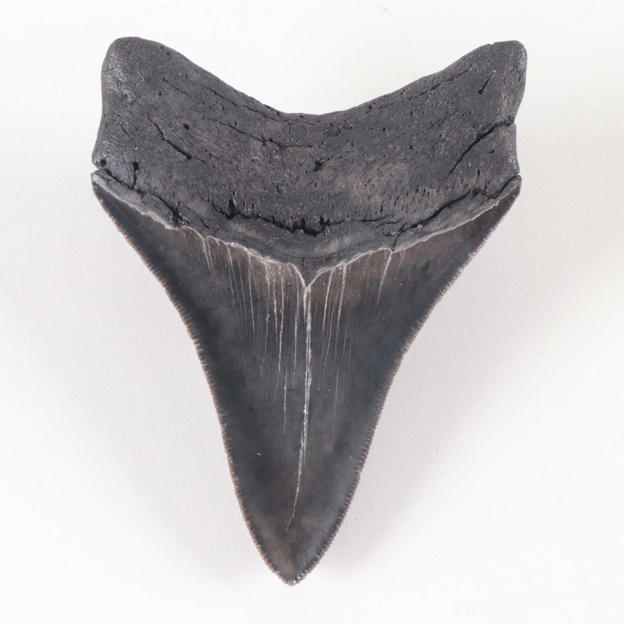 Megalodon Fossil Shark Tooth Specimens