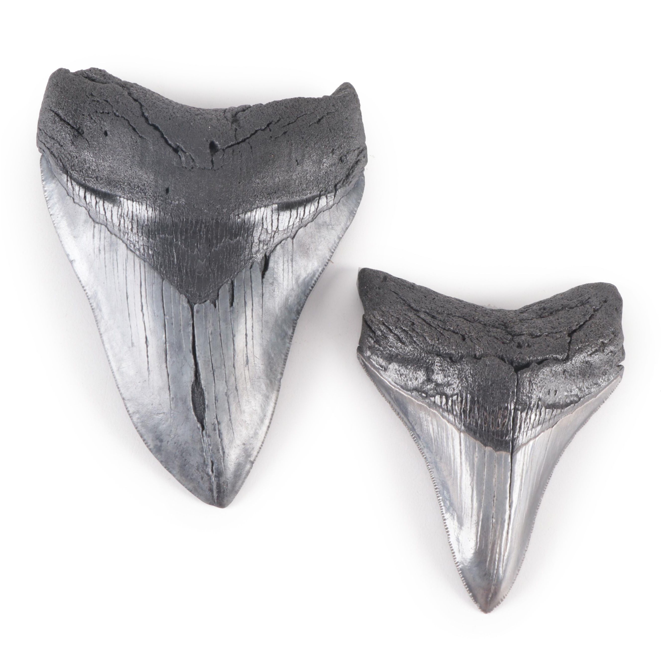Megalodon Fossil Shark Tooth Specimens